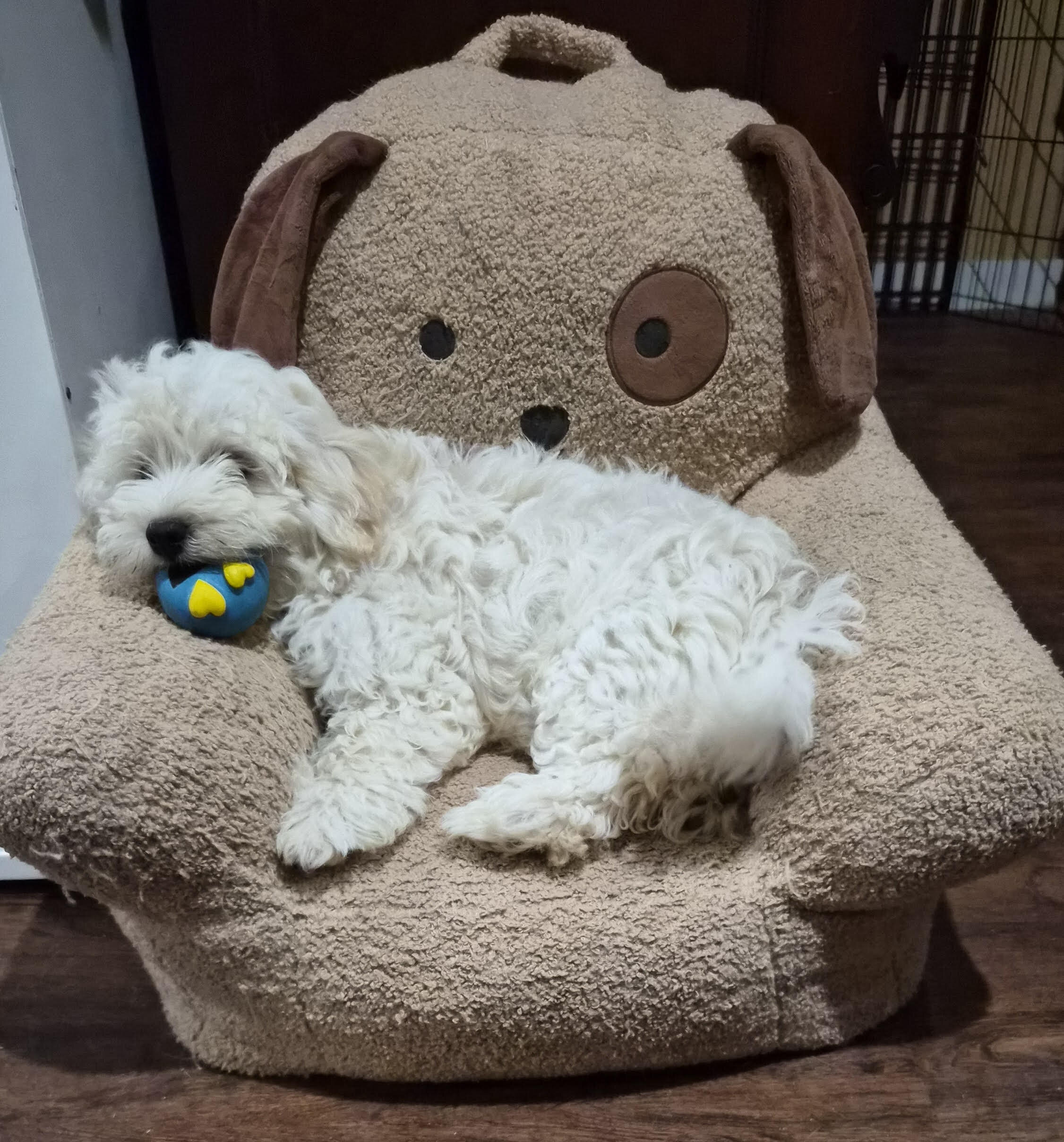 Coton de Tulear/Poodle puppies image 1