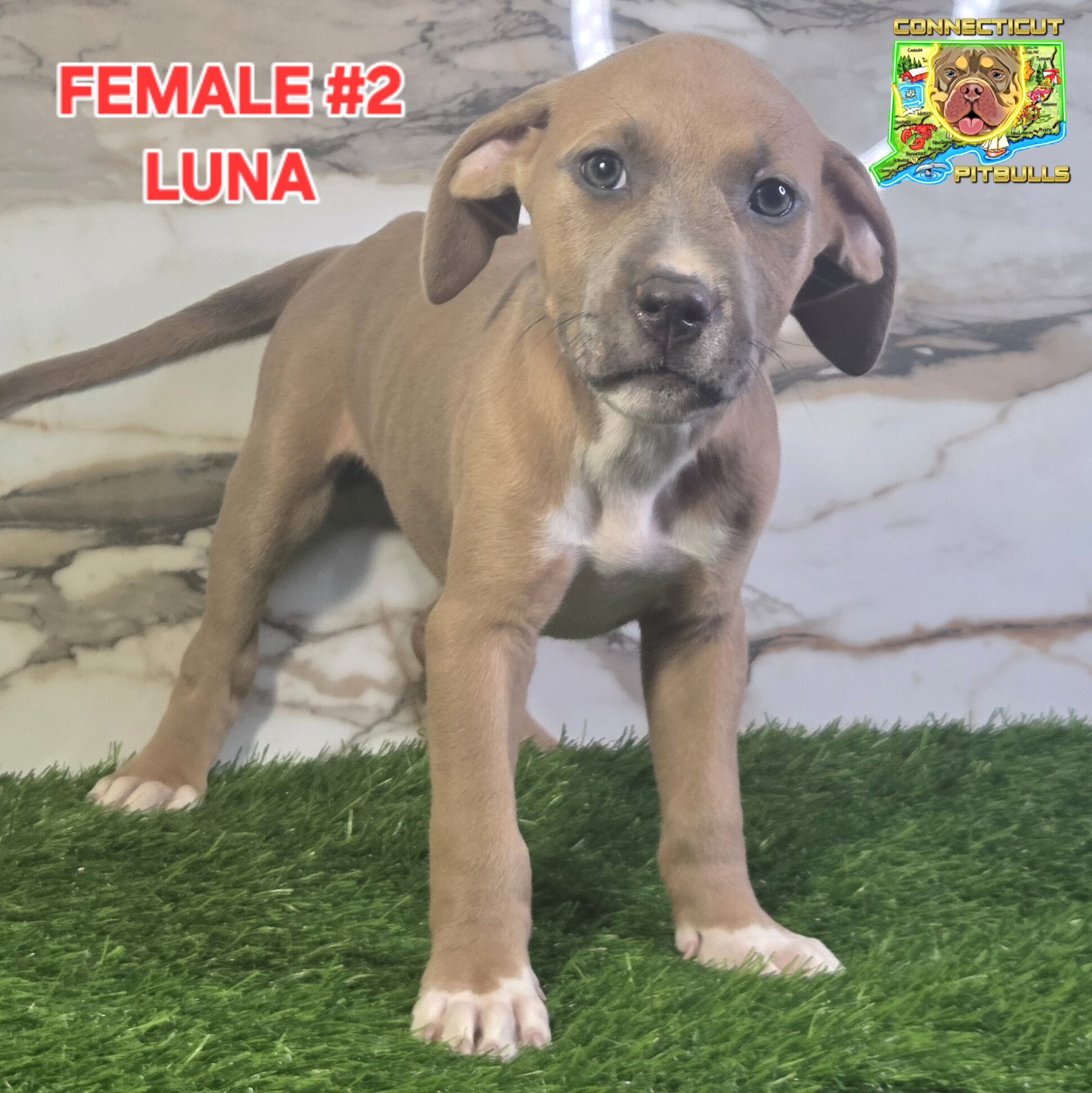 Blue & Isabella's beautiful litter image 1