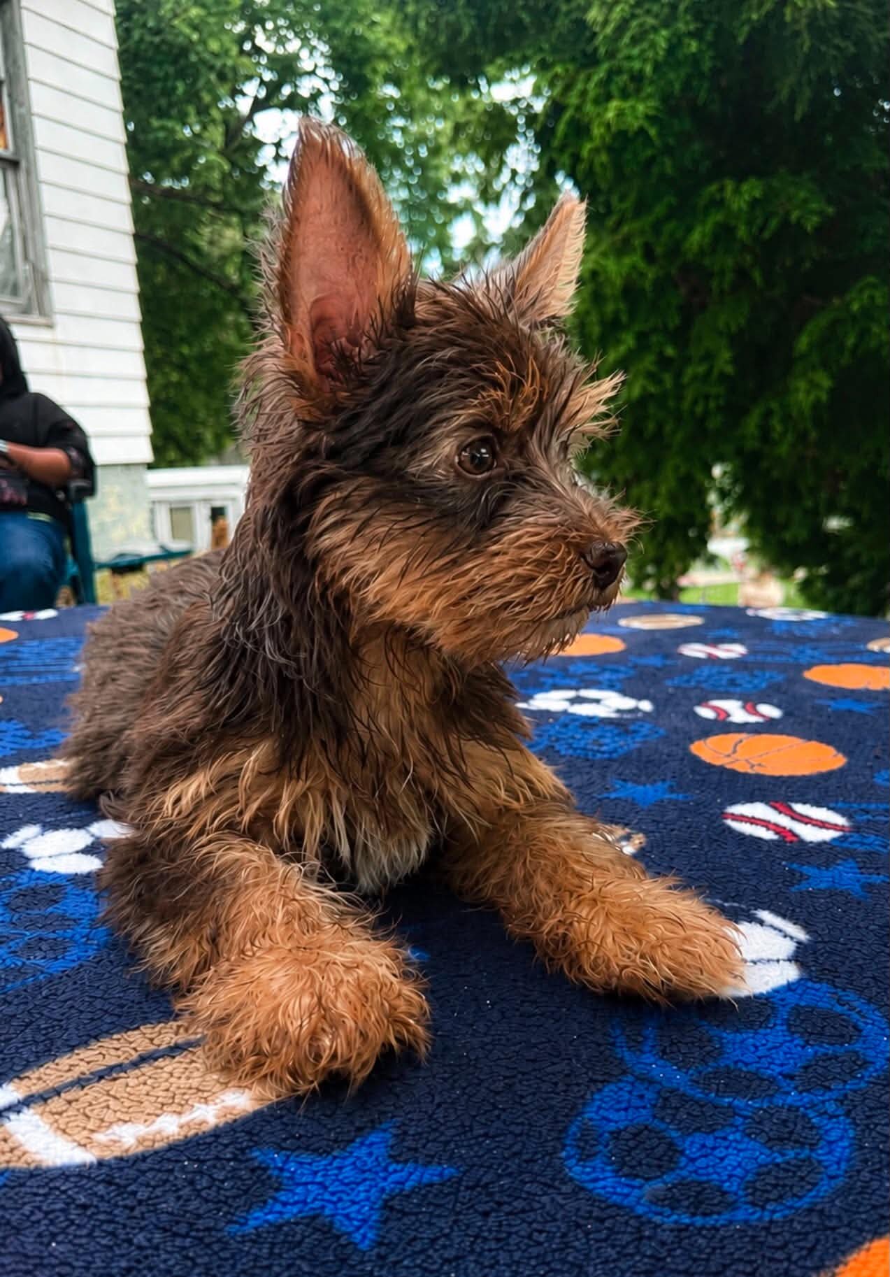 Haven’s yorkies image 5