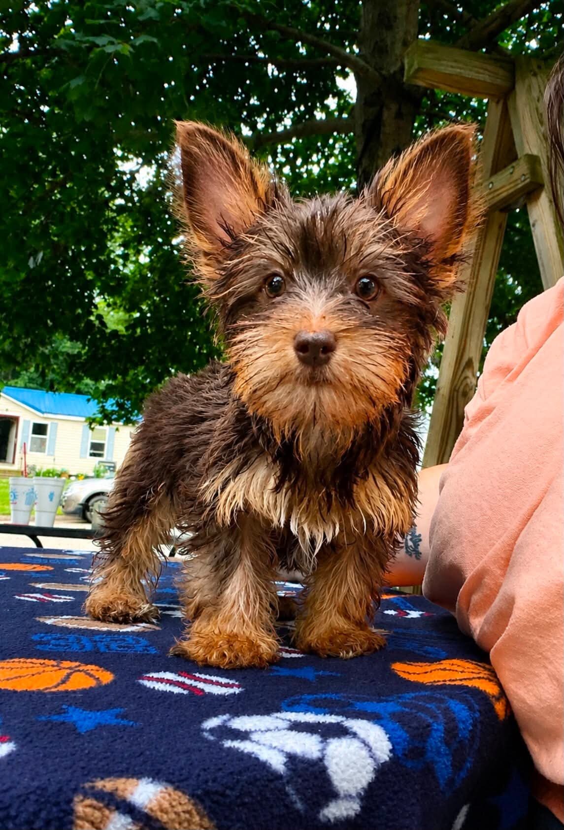 Haven’s yorkies image 4