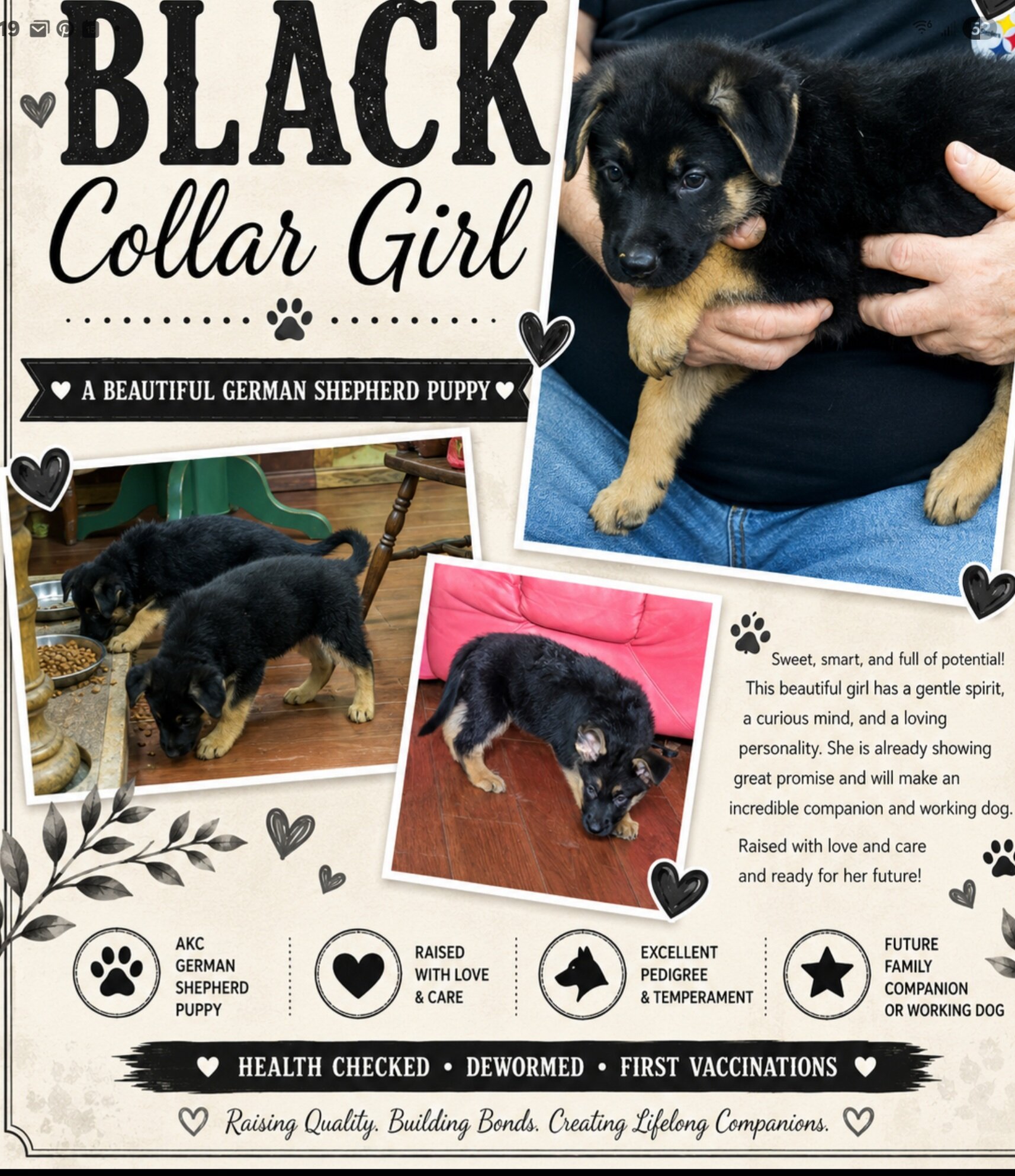 German Shepherd puppies AKC image 5