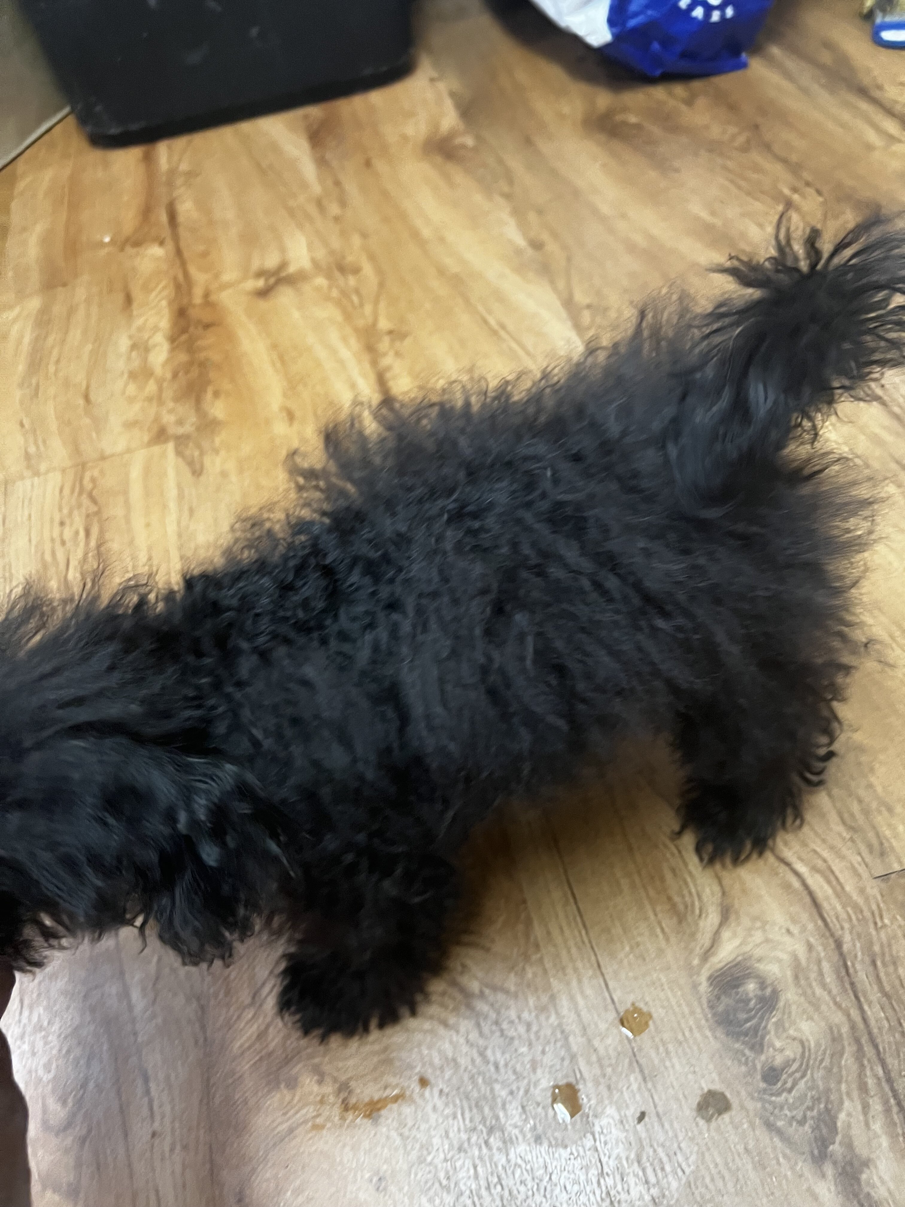 Eve the Mini poodle image 2