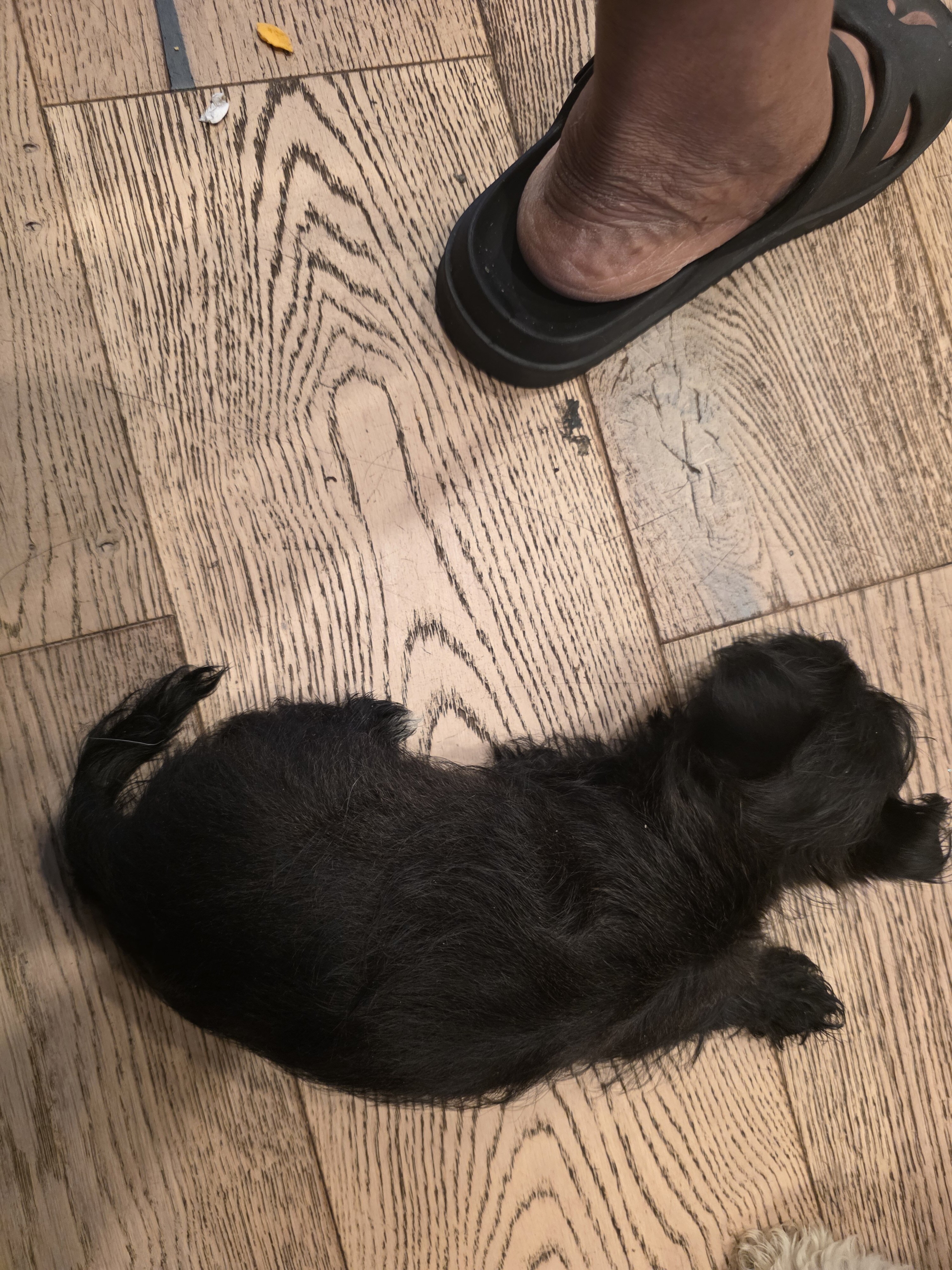 Yorkie puppies image 10