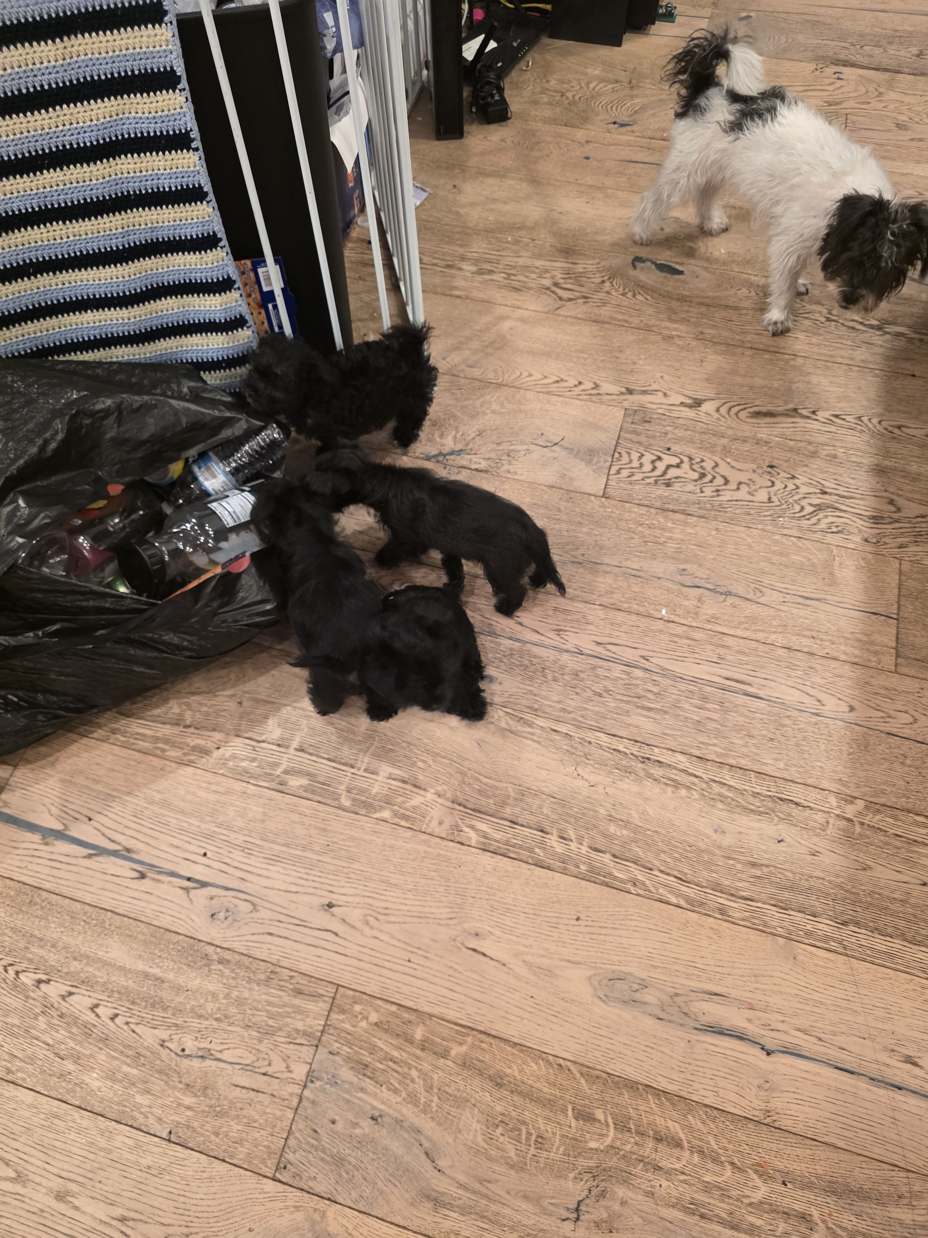 Yorkie puppies image 9