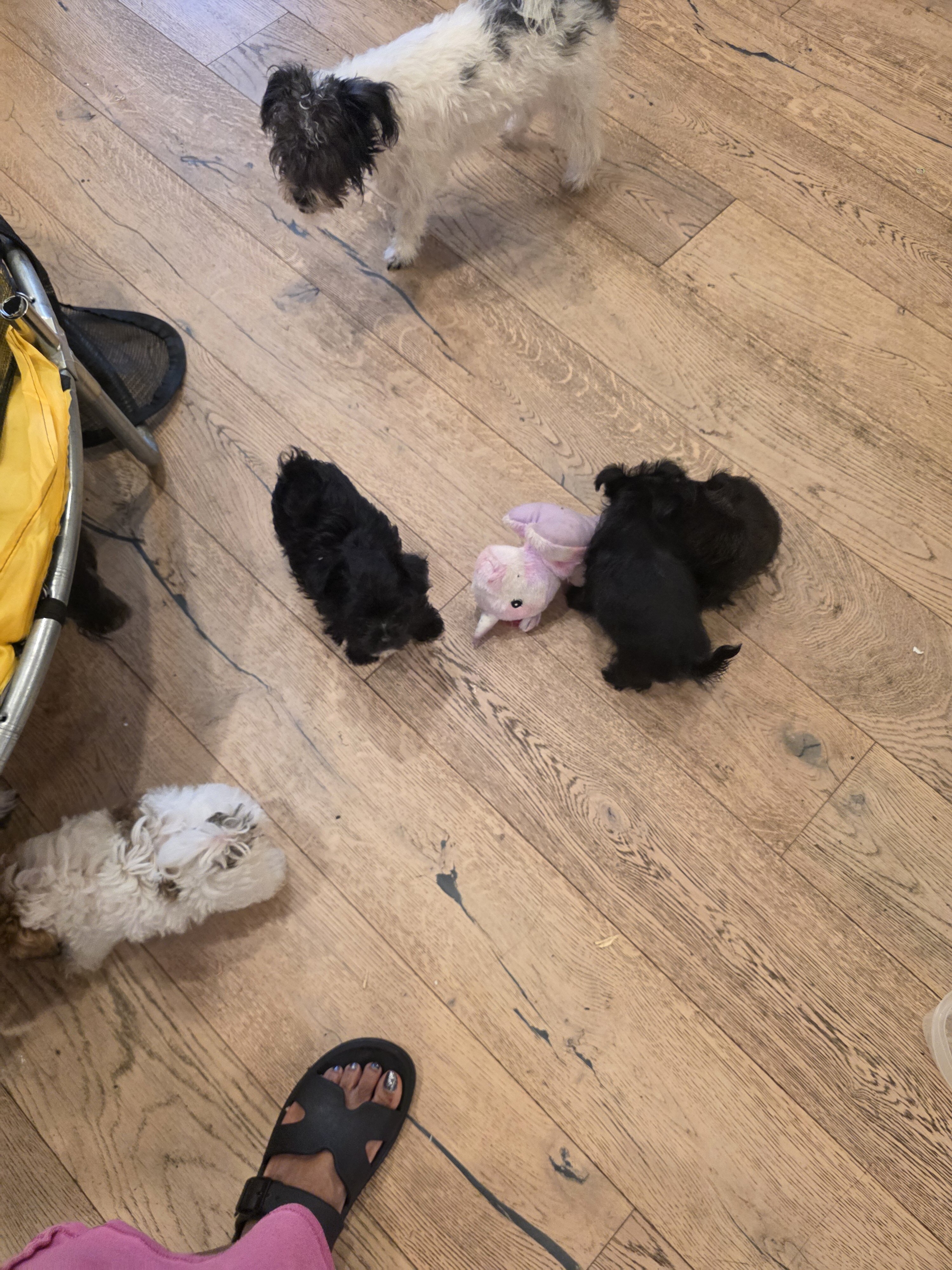 Yorkie puppies image 8