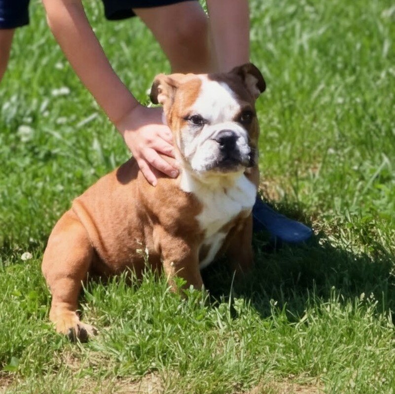 English bulldog image 2