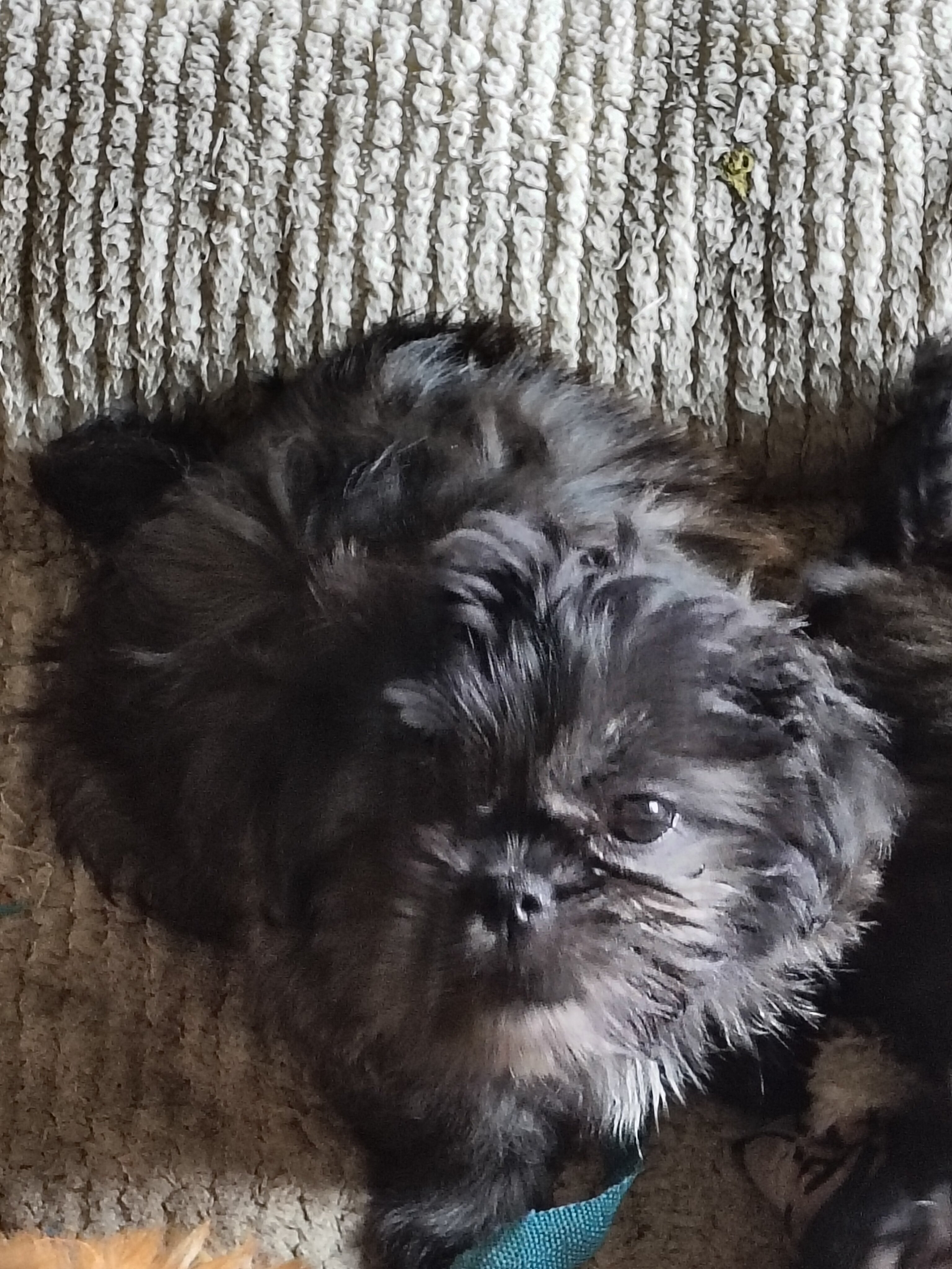 Shih Tzu puppies image 1
