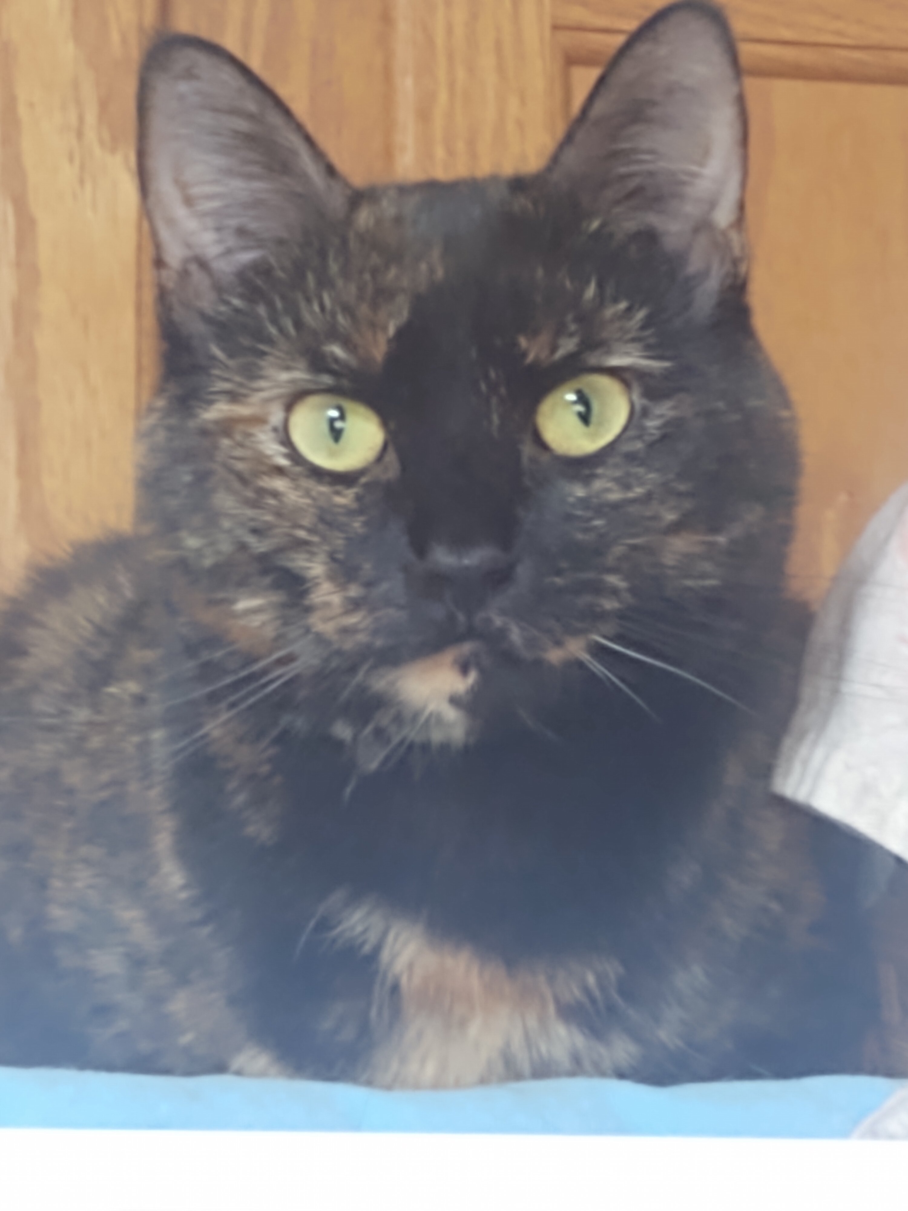 Tortoise Shell Female age 2 Cat image 1
