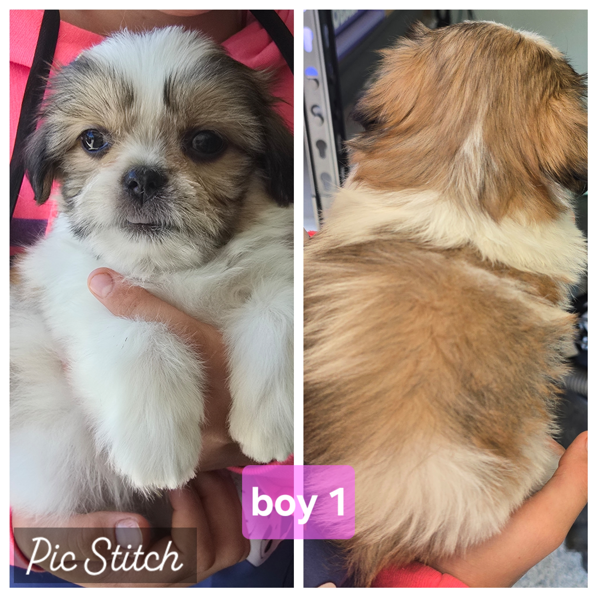 Malshi puppies image 7