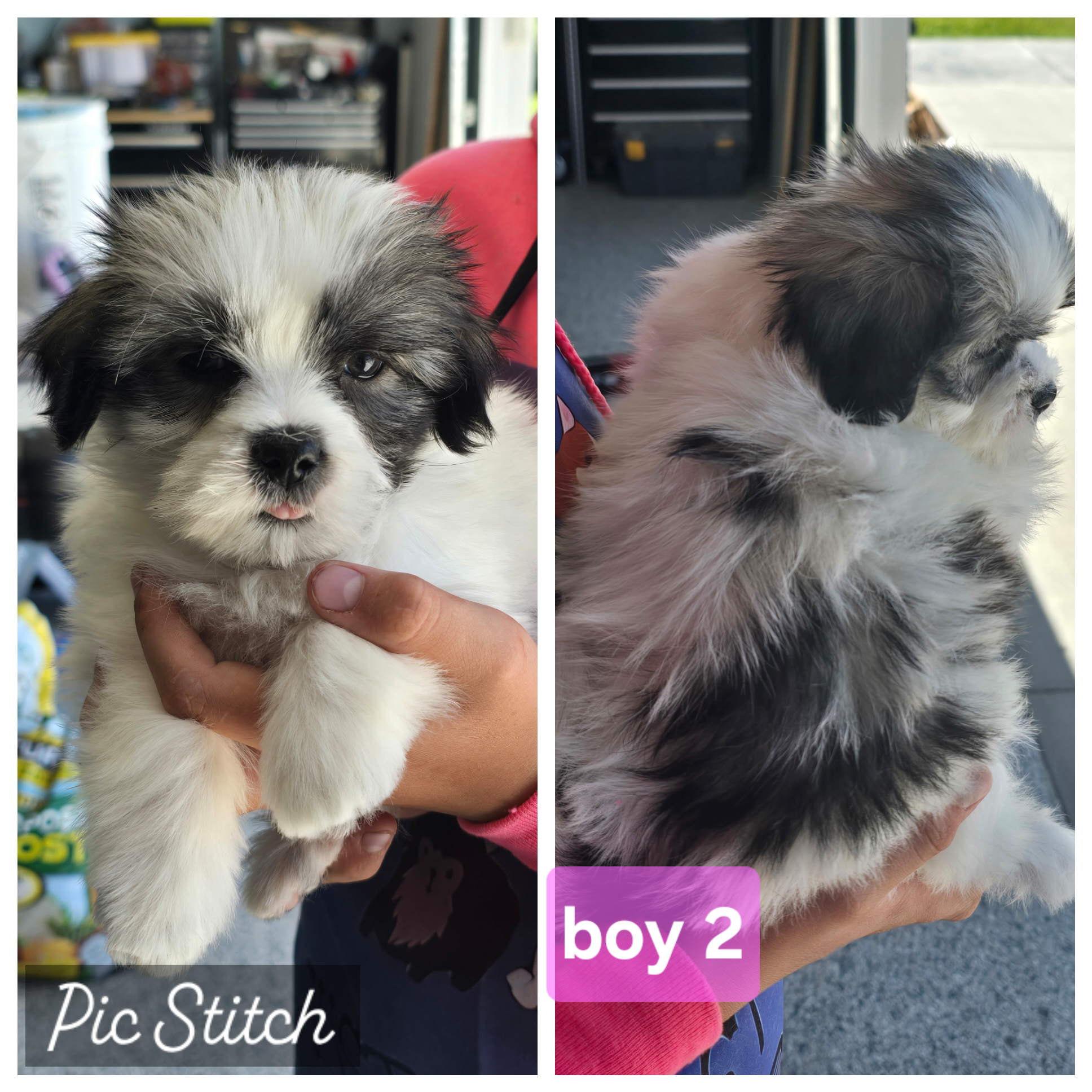 Malshi puppies image 4