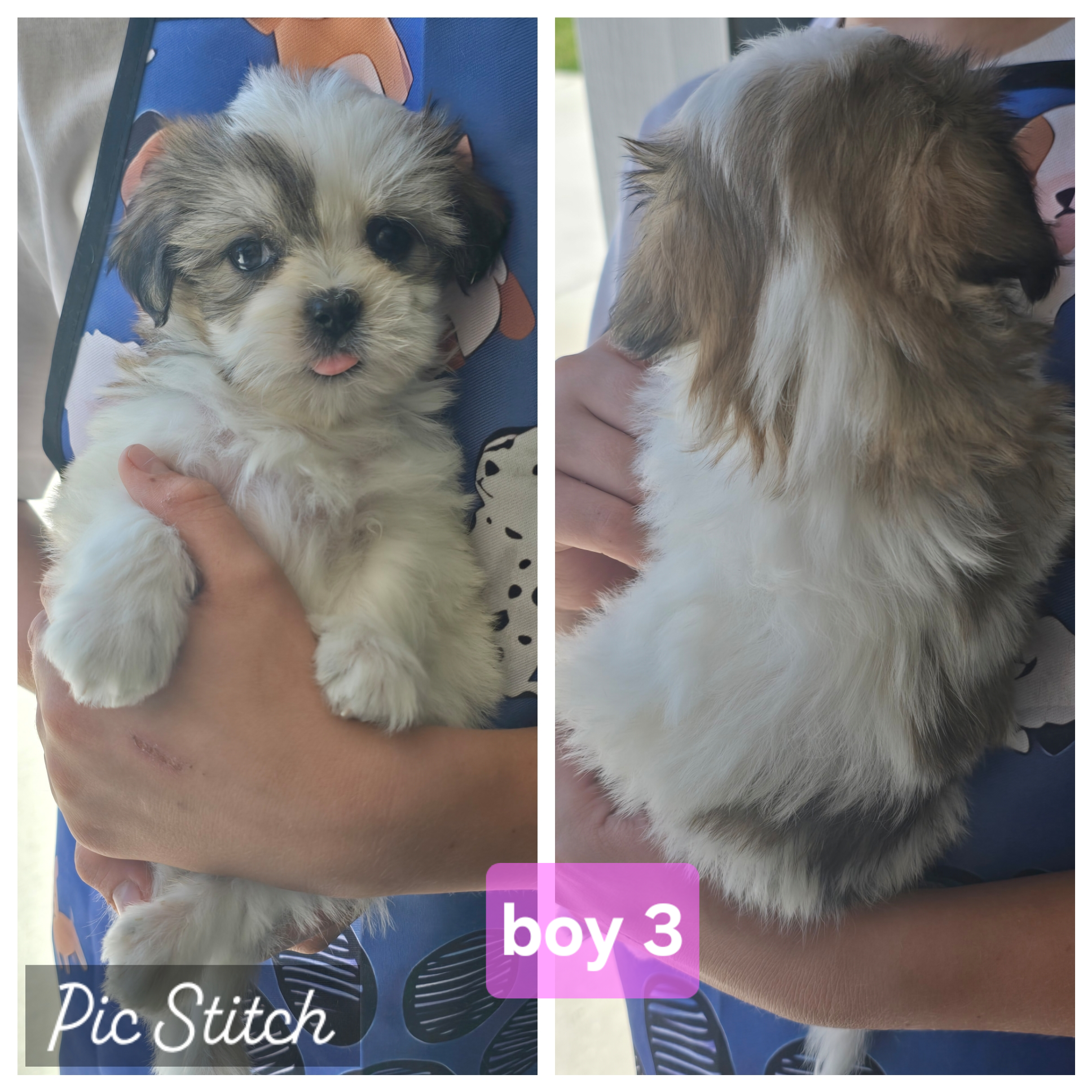 Malshi puppies image 6