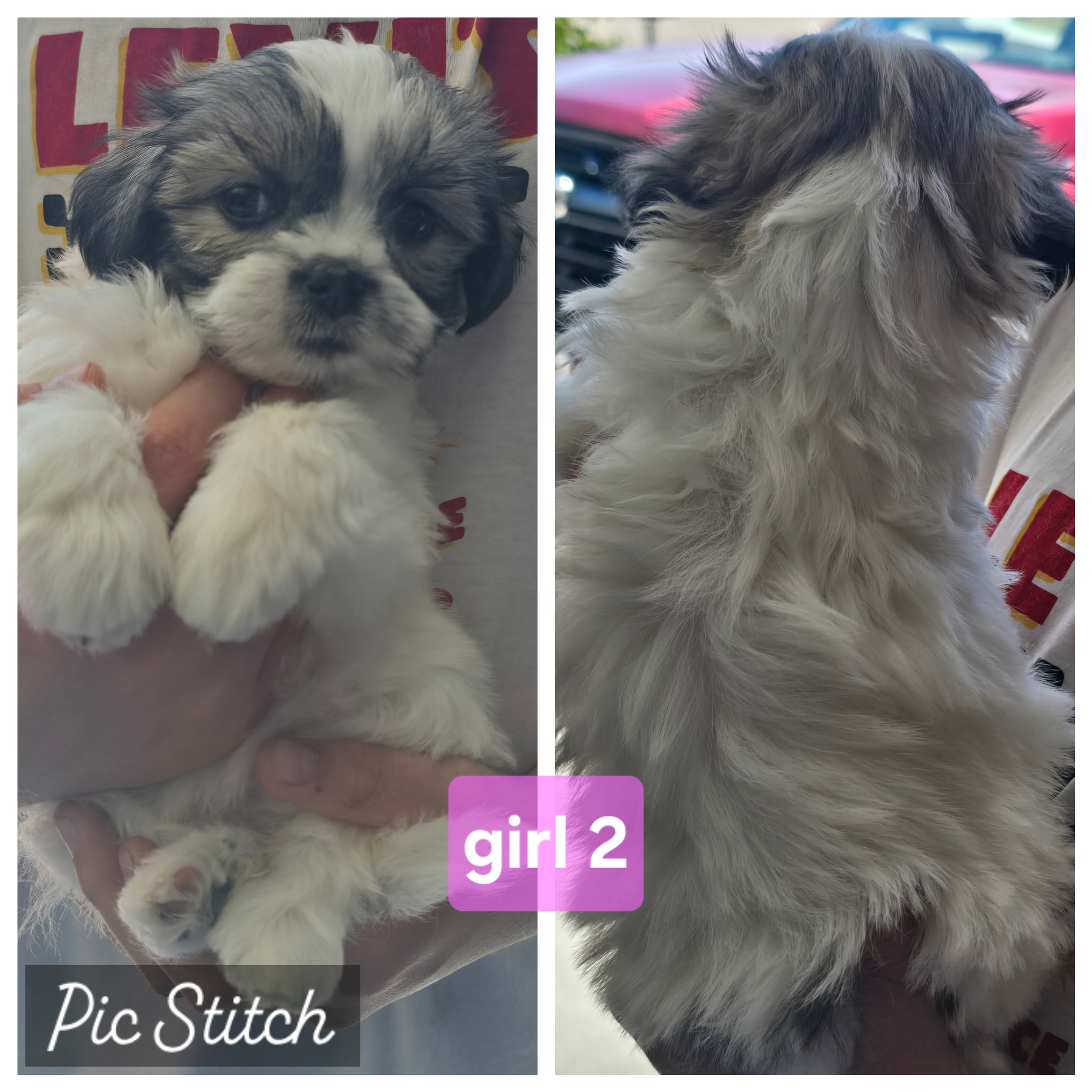 Malshi puppies image 5
