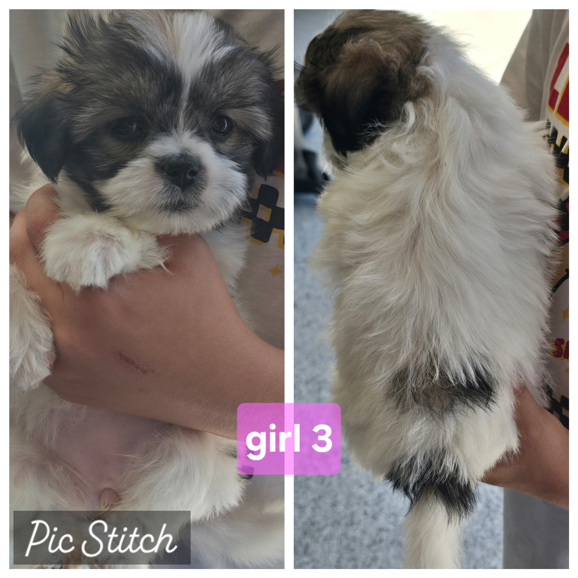 Malshi puppies image 3