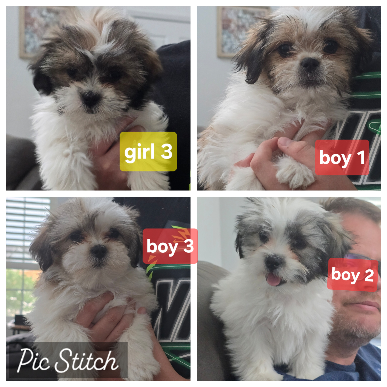 Malshi puppies image 1