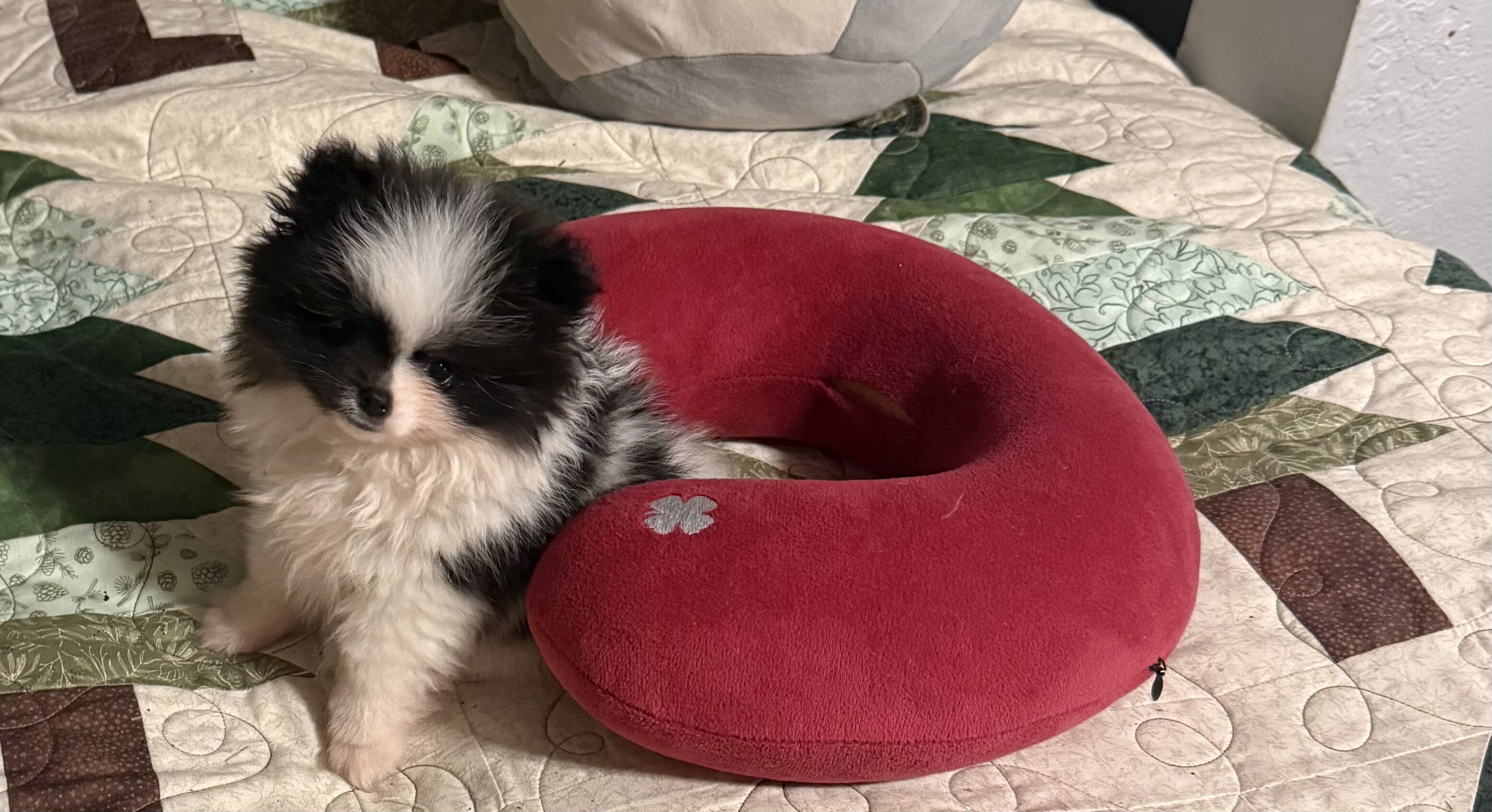AKC Pomeranian puppies image 10