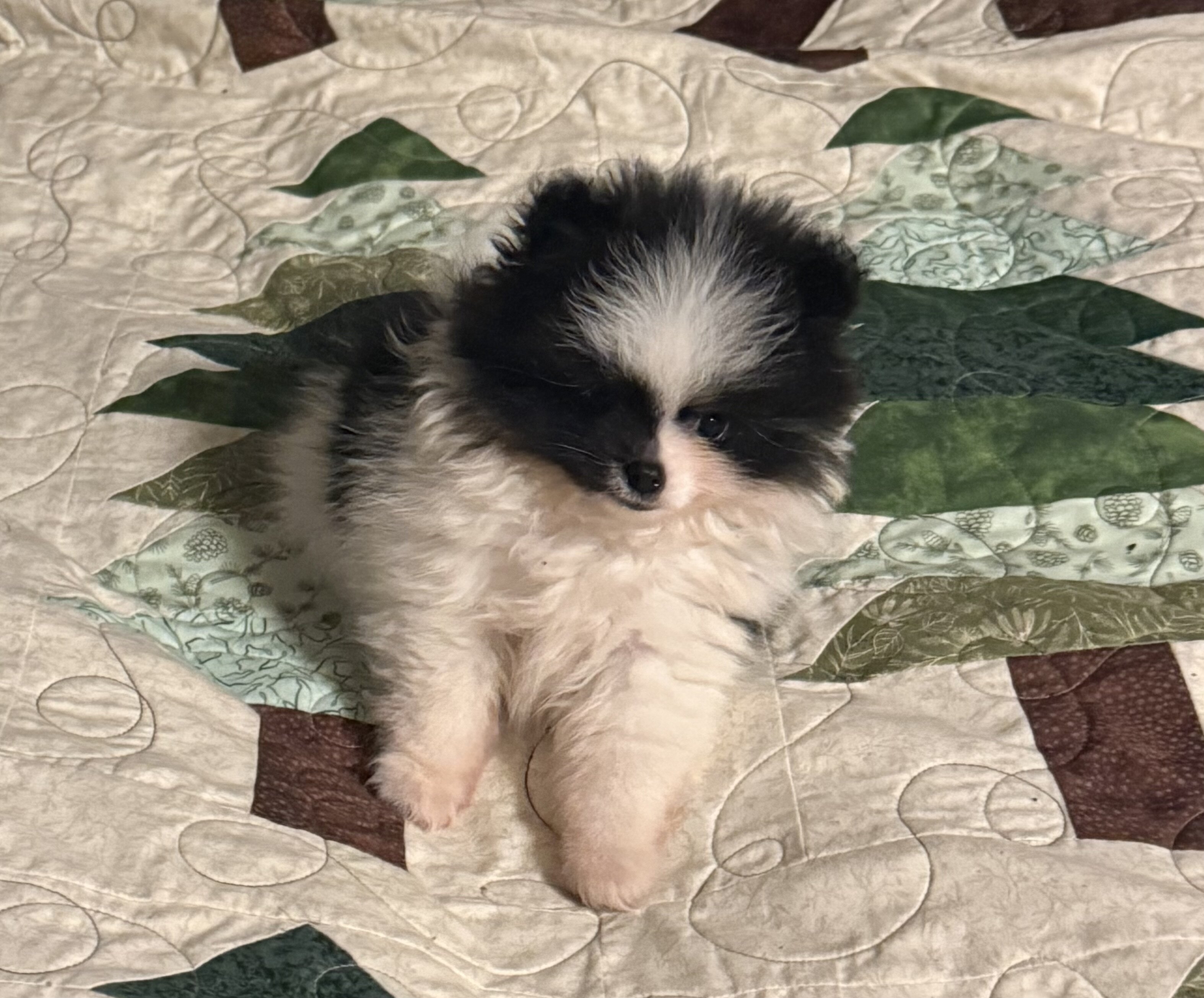 AKC Pomeranian puppies image 9