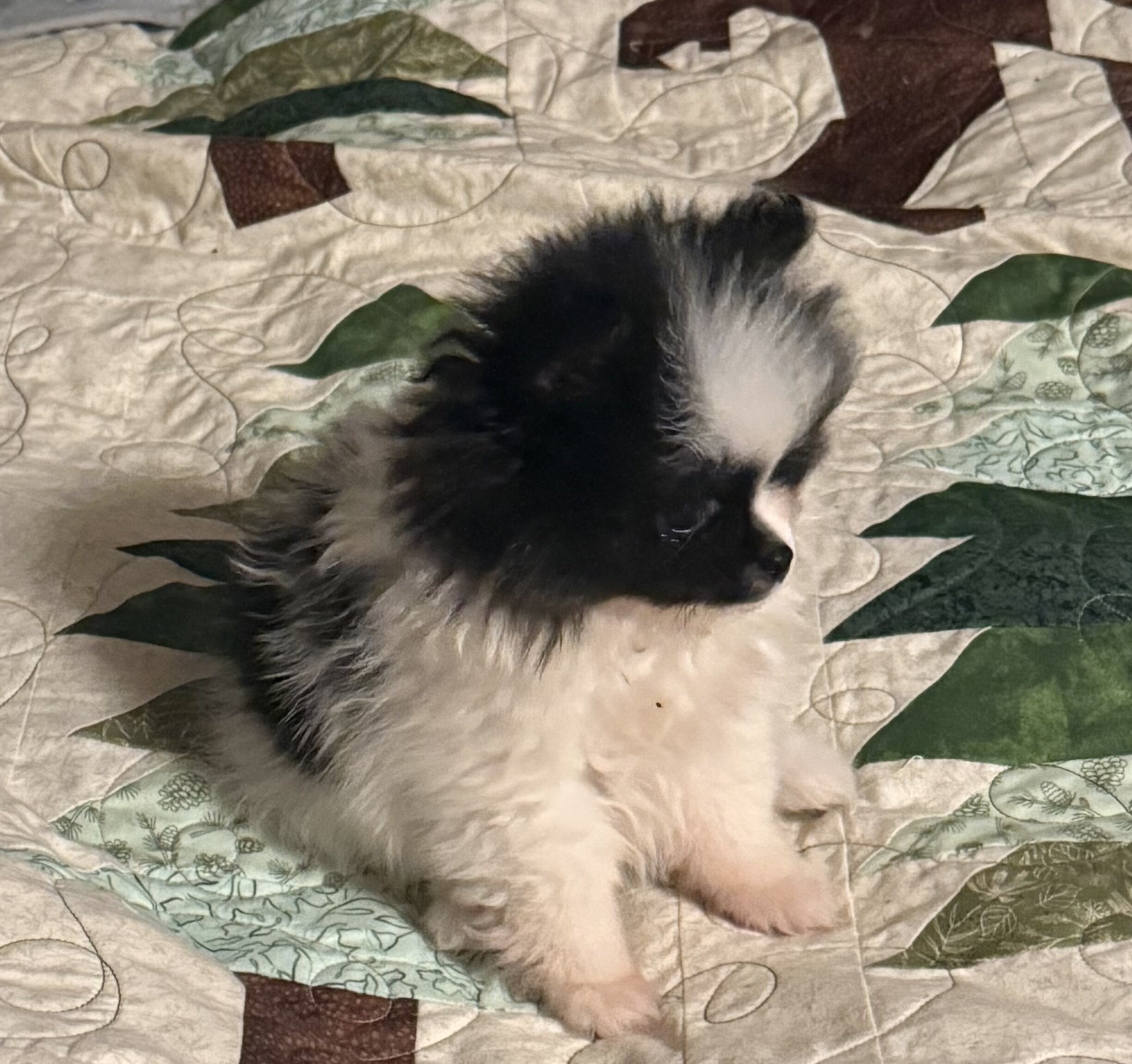 AKC Pomeranian puppies image 7