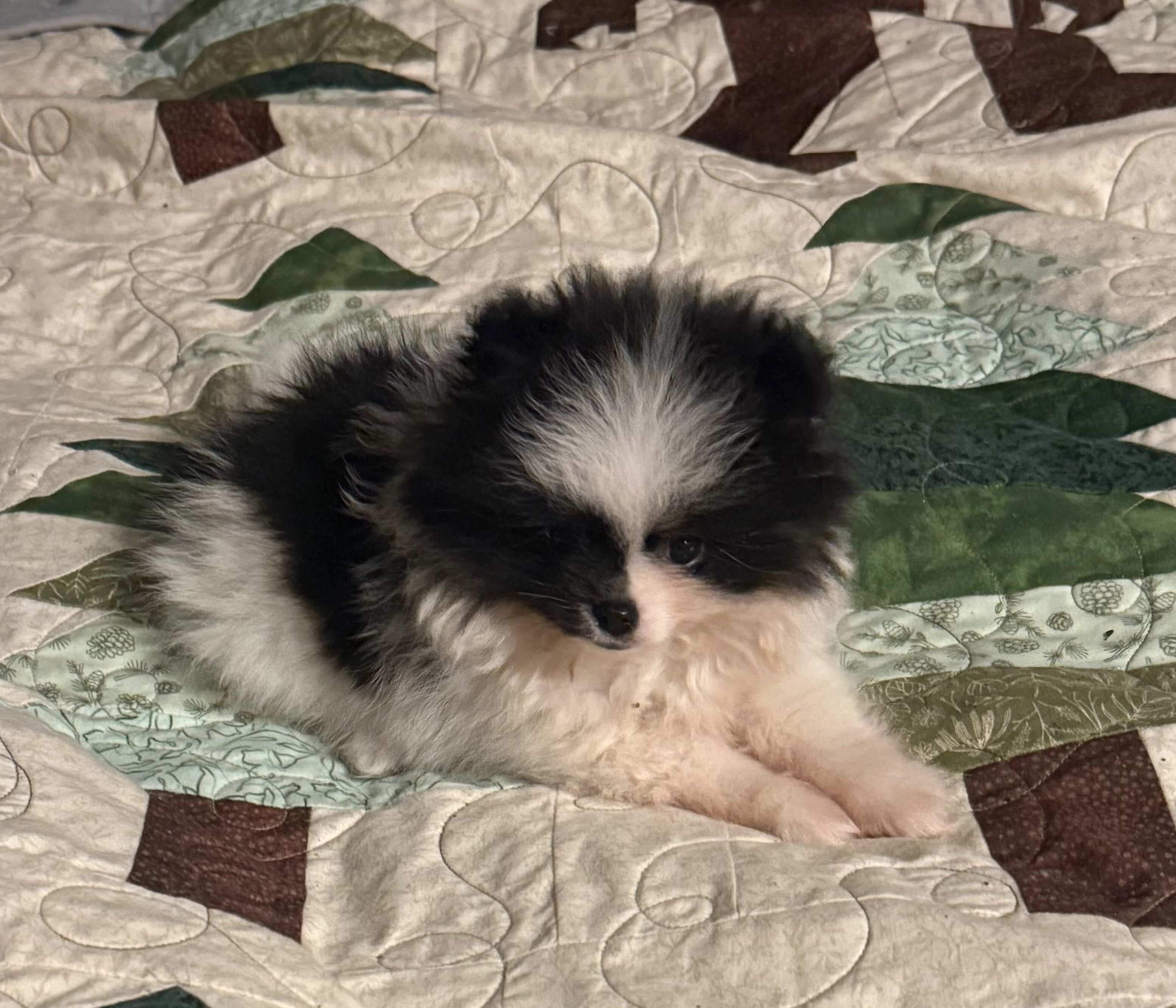 AKC Pomeranian puppies image 8