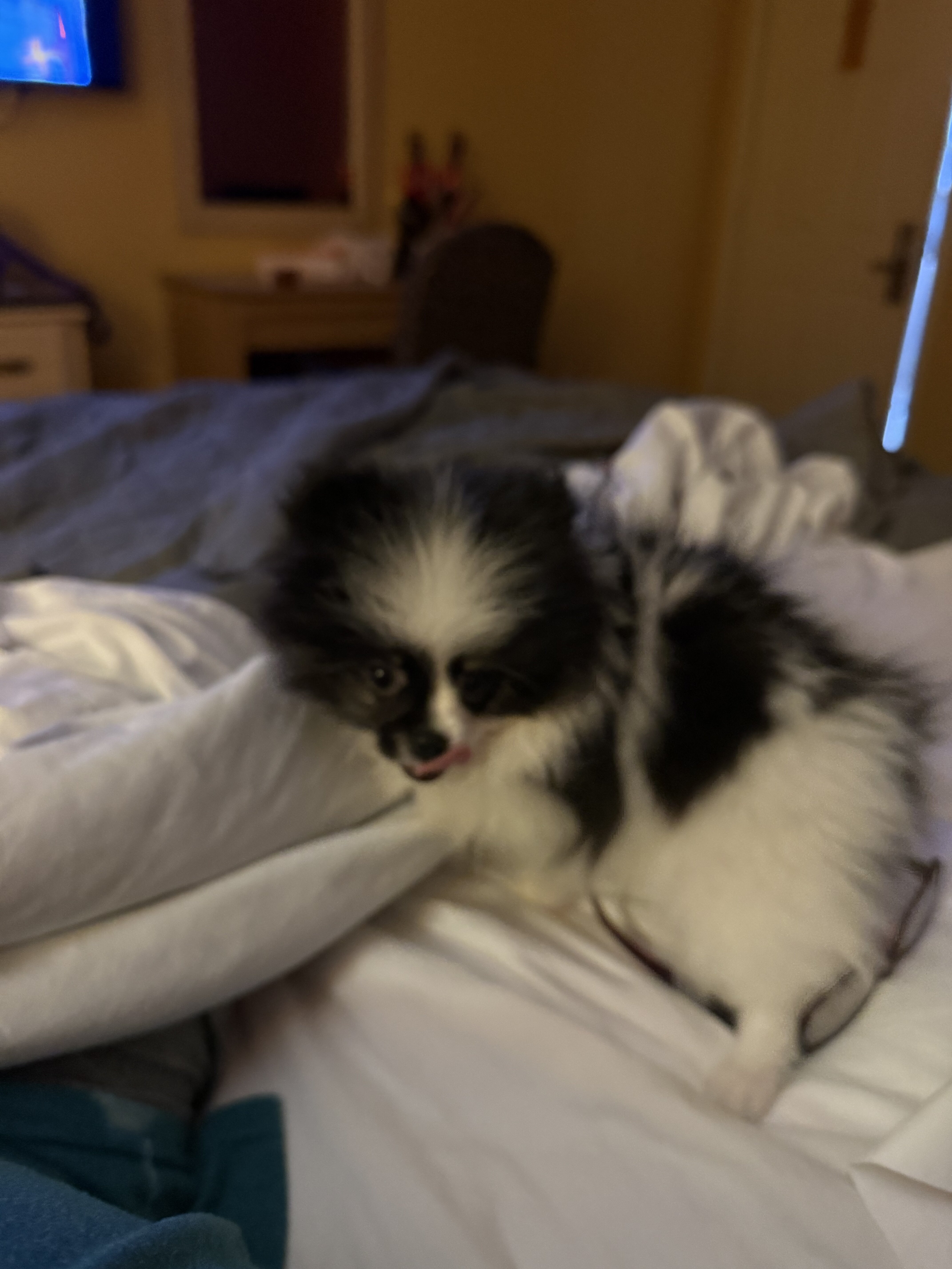 AKC Pomeranian puppies image 5