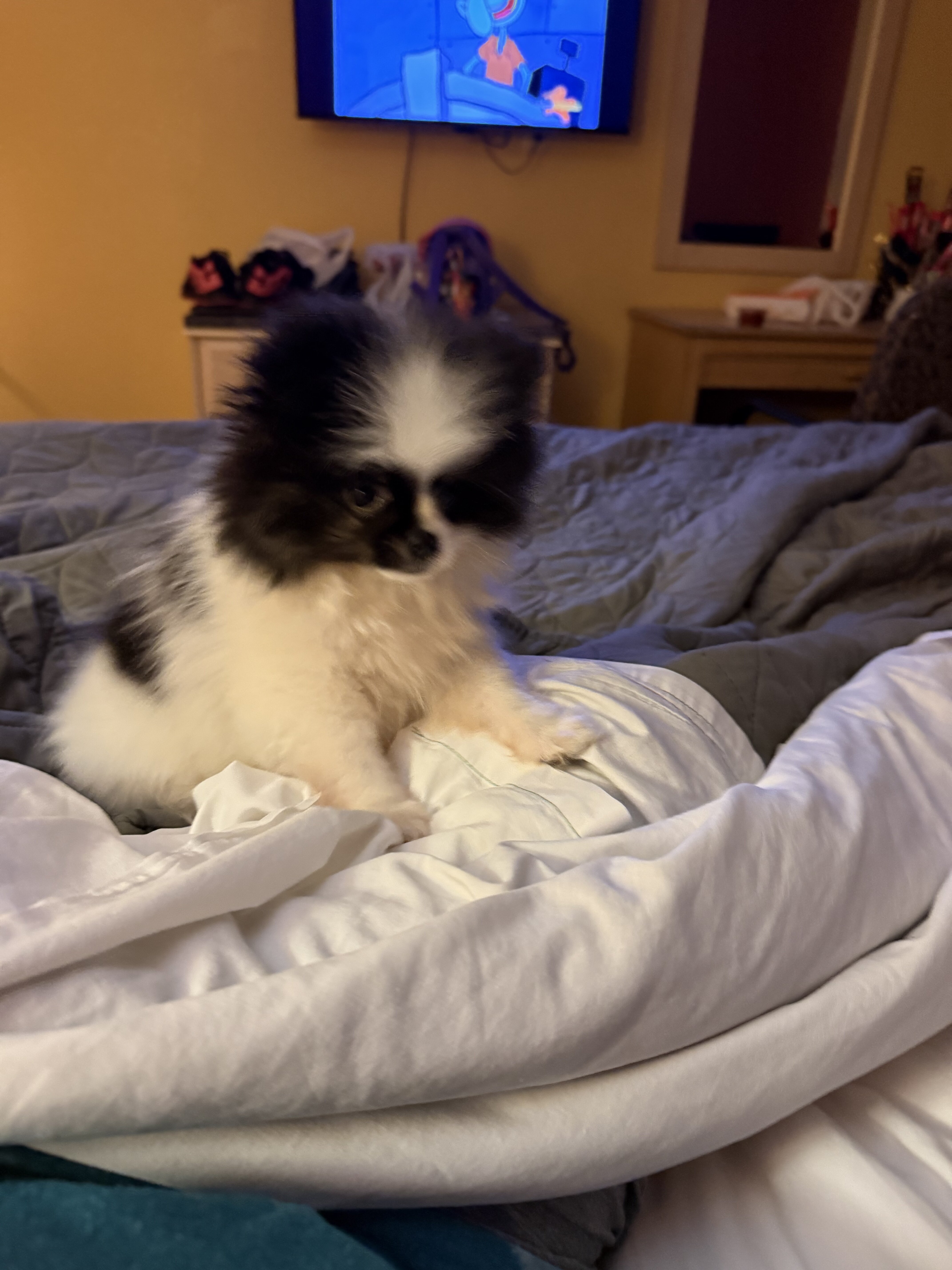 AKC Pomeranian puppies image 1