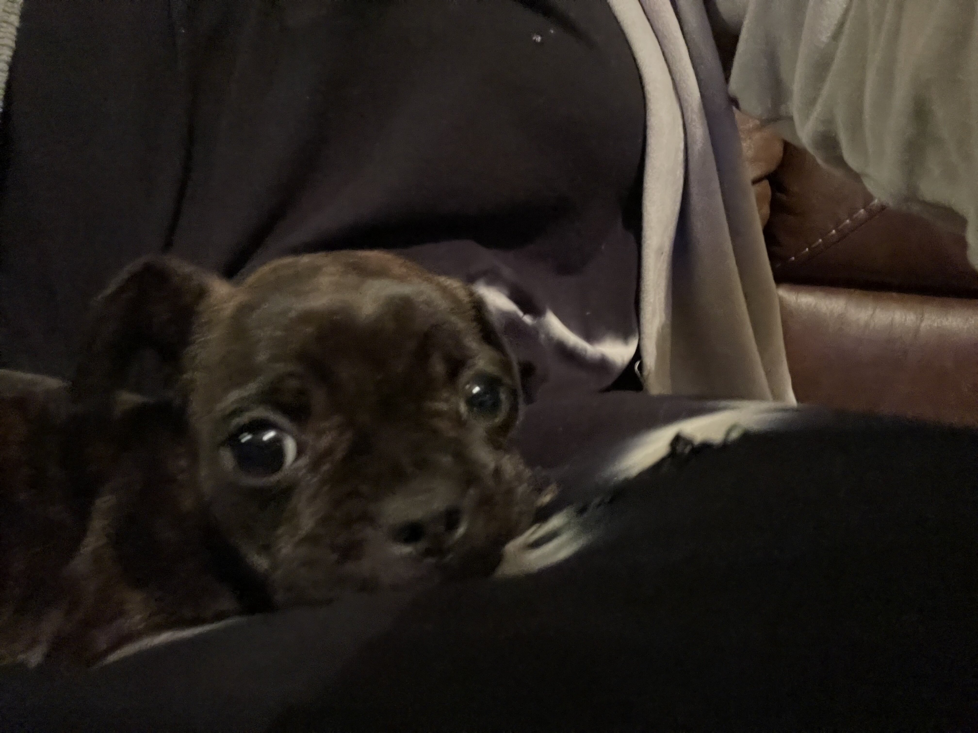 Bugg puppies image 3