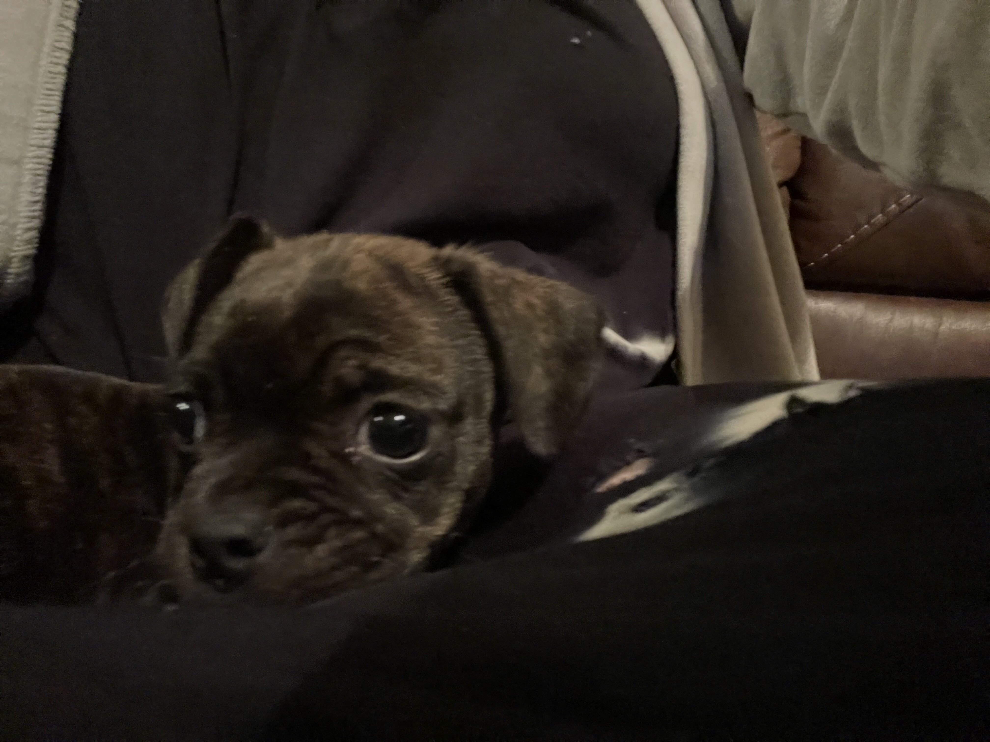 Bugg puppies image 2