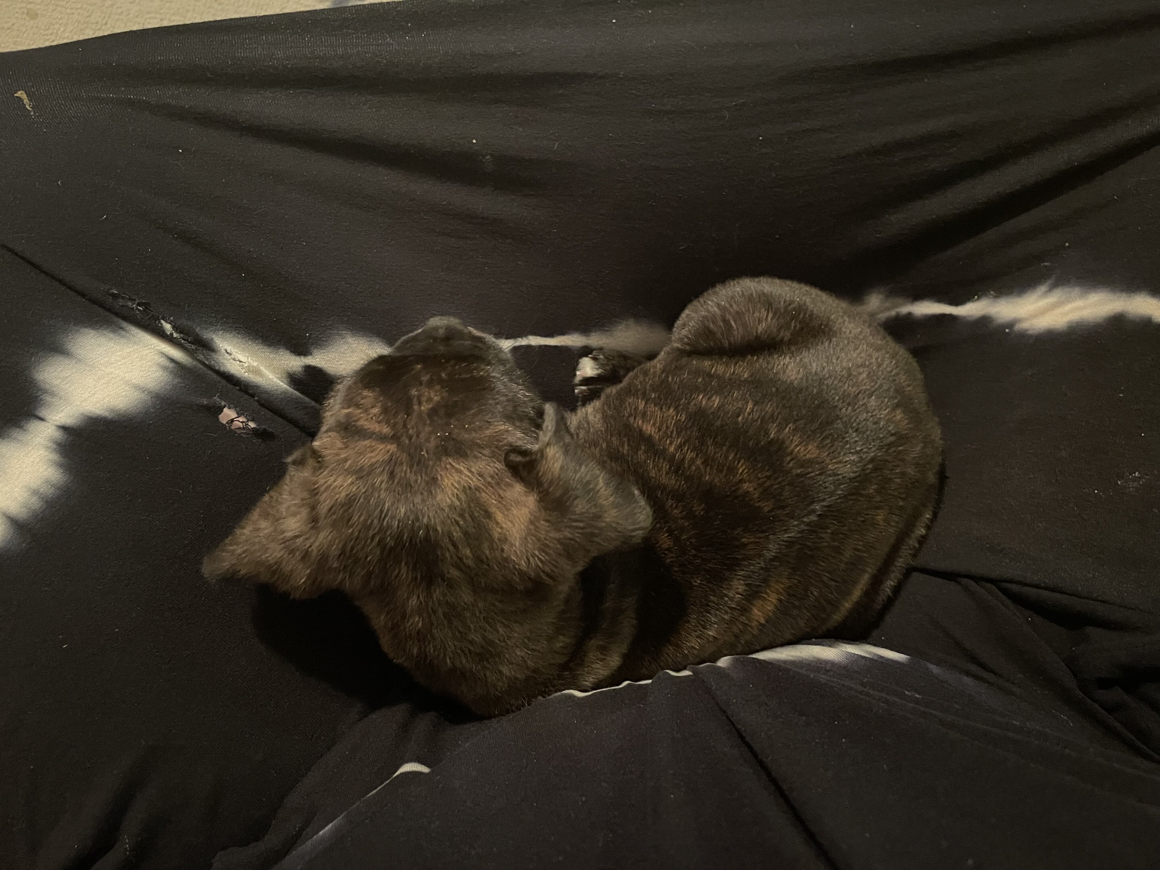 Bugg puppies image 4