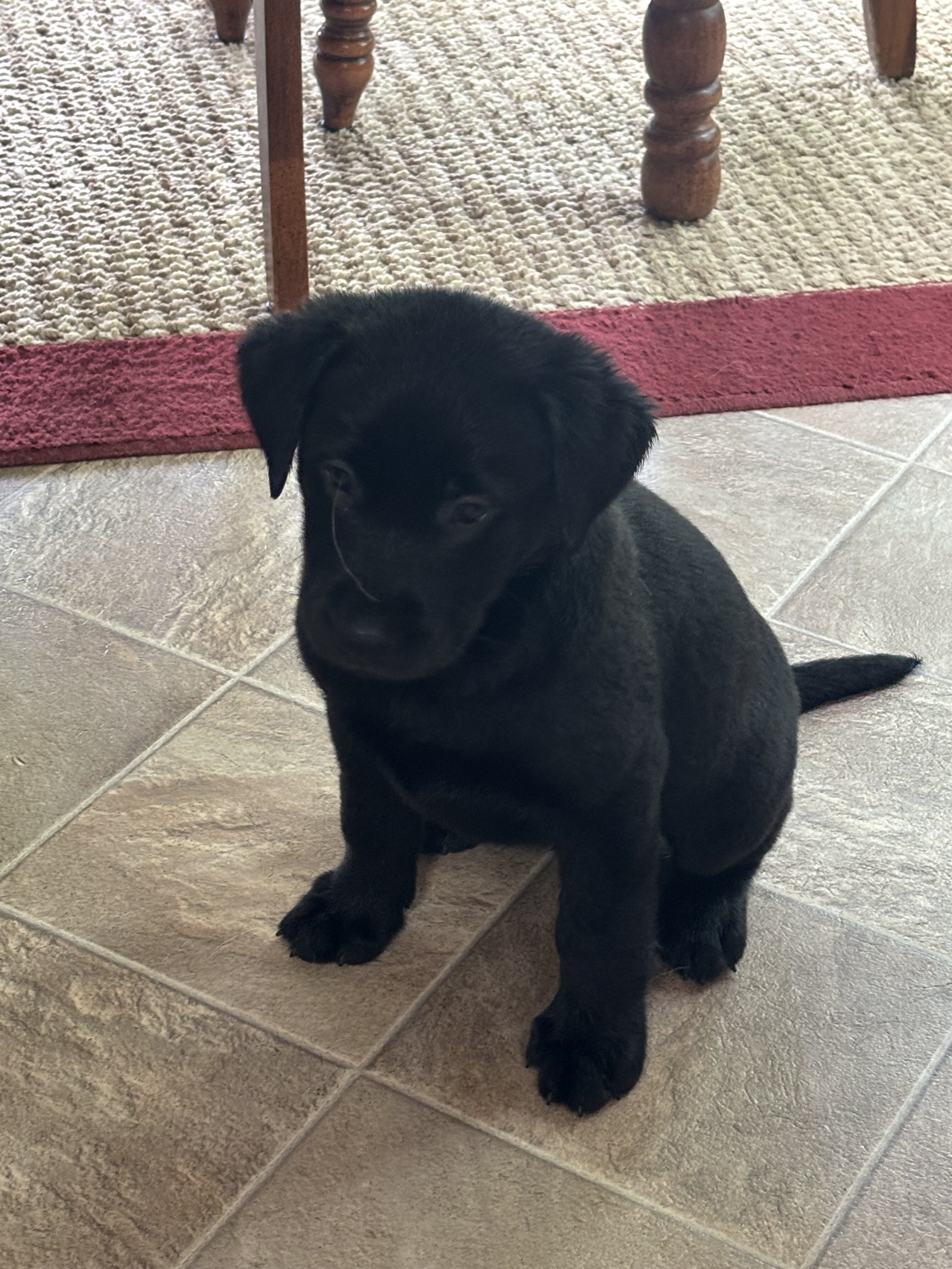 AKC Labrador Retriever Pups image 4