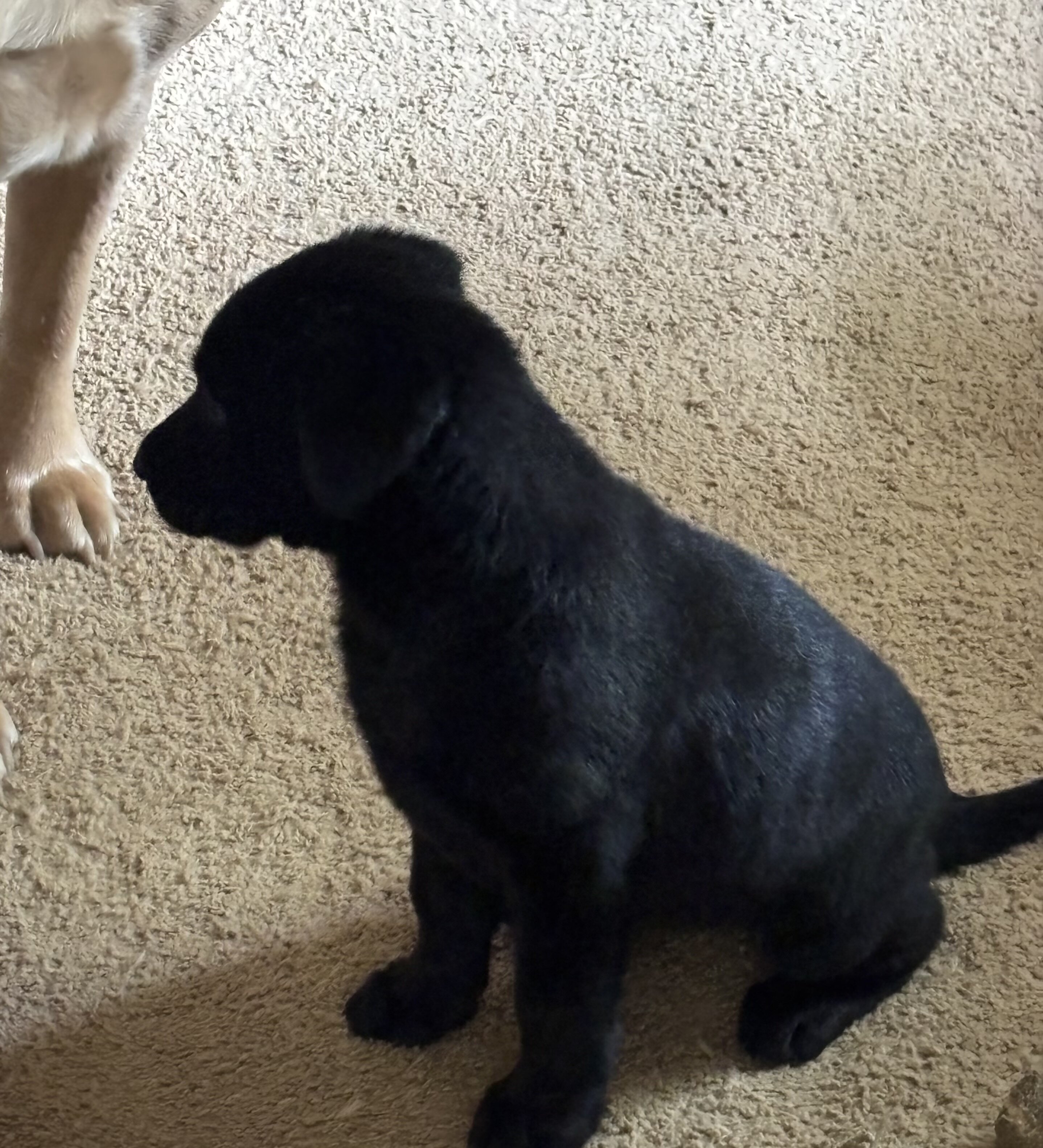 AKC Labrador Retriever Pups image 3