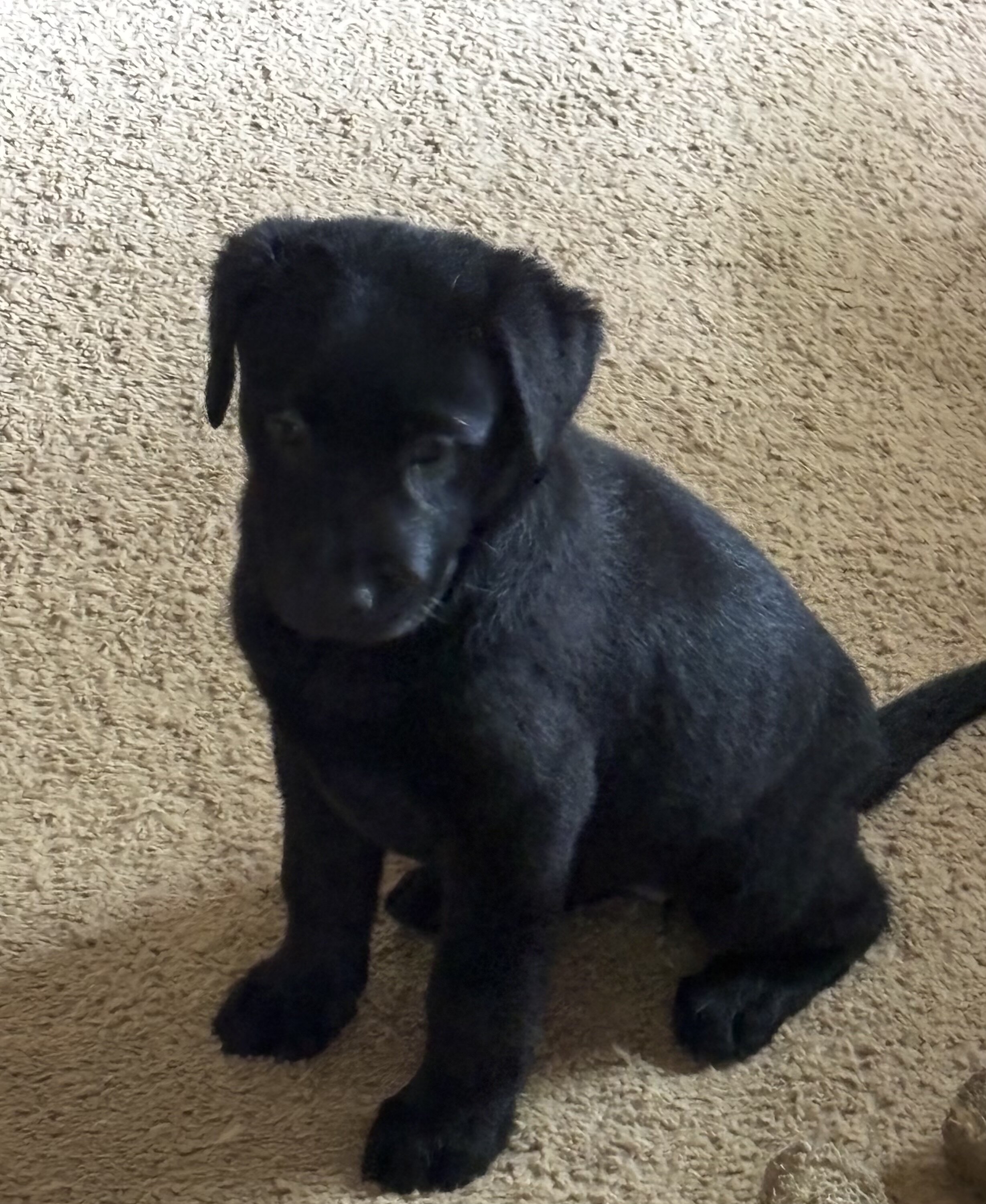AKC Labrador Retriever Pups image 1