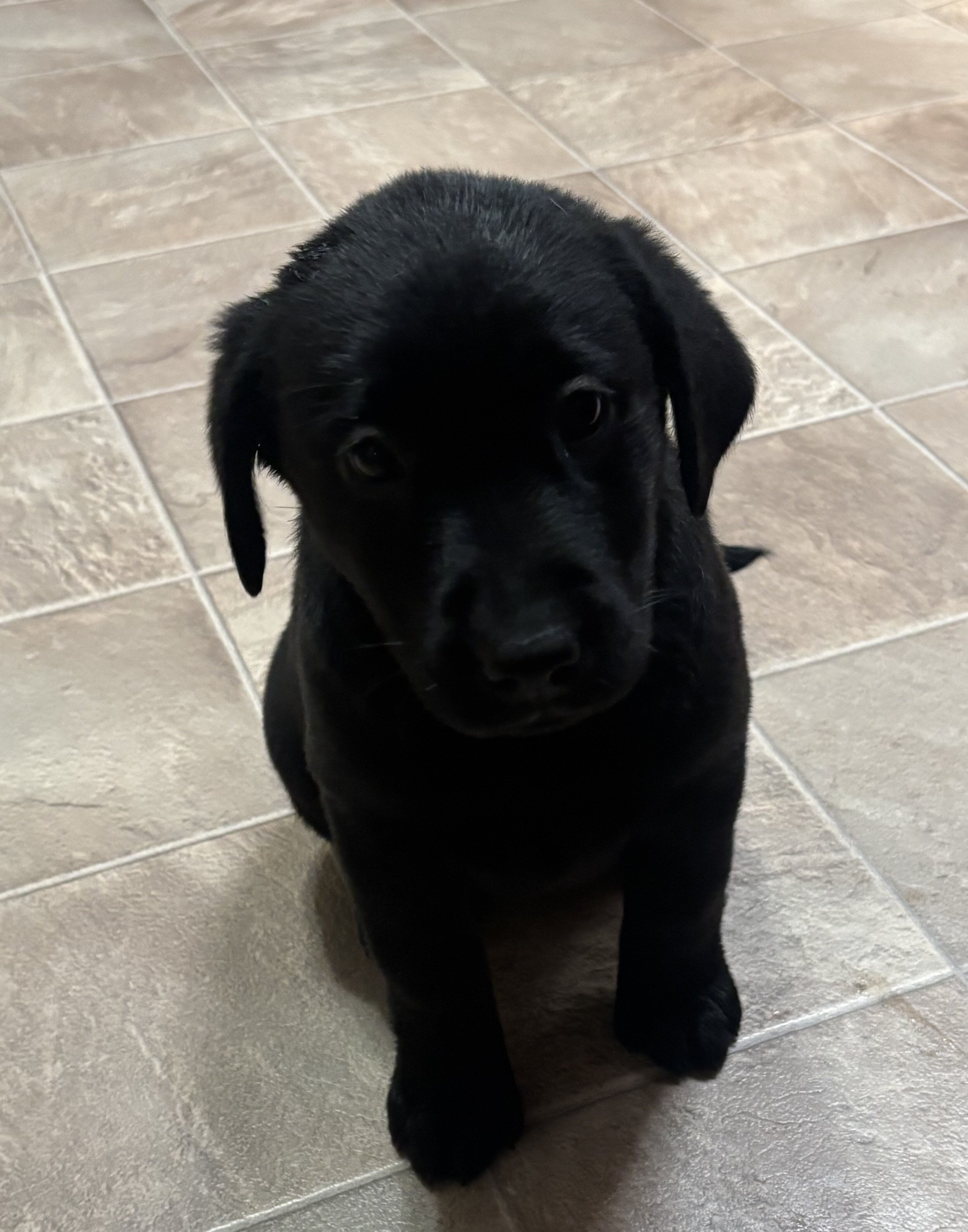 AKC Labrador Retriever Pups image 5