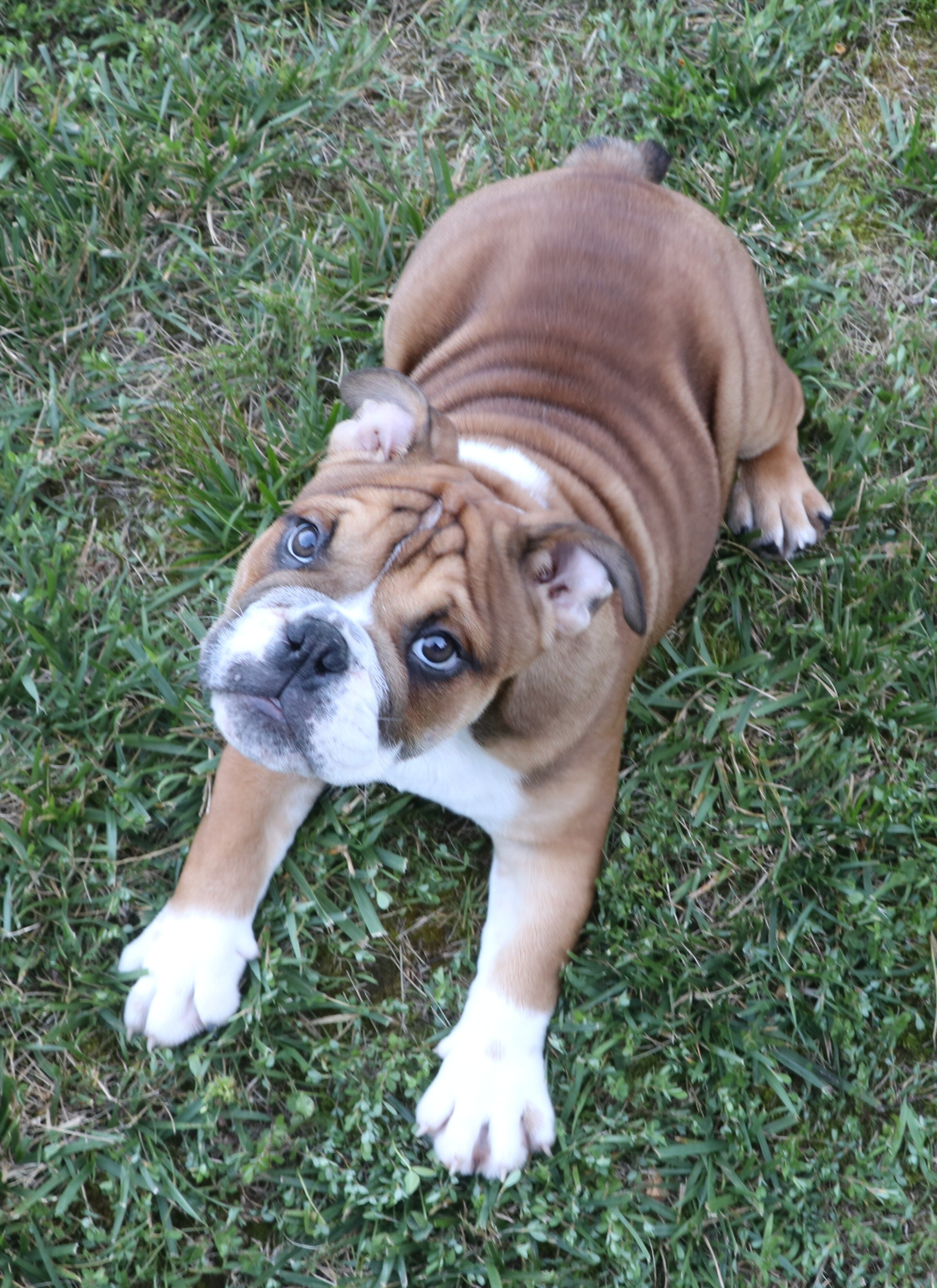 English bulldog image 1