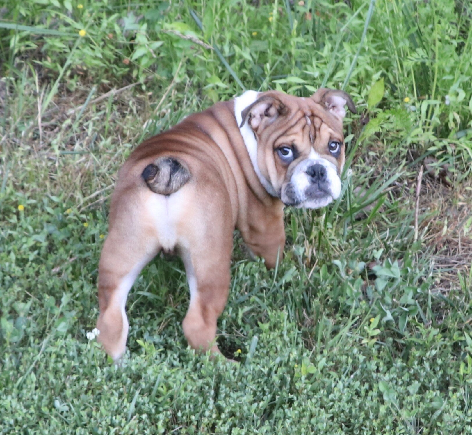 English bulldog image 2