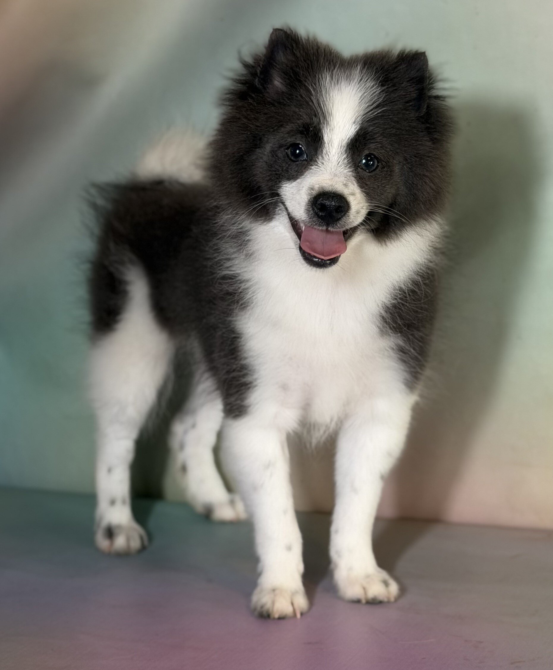 Sparky Male Pomeranian image 3