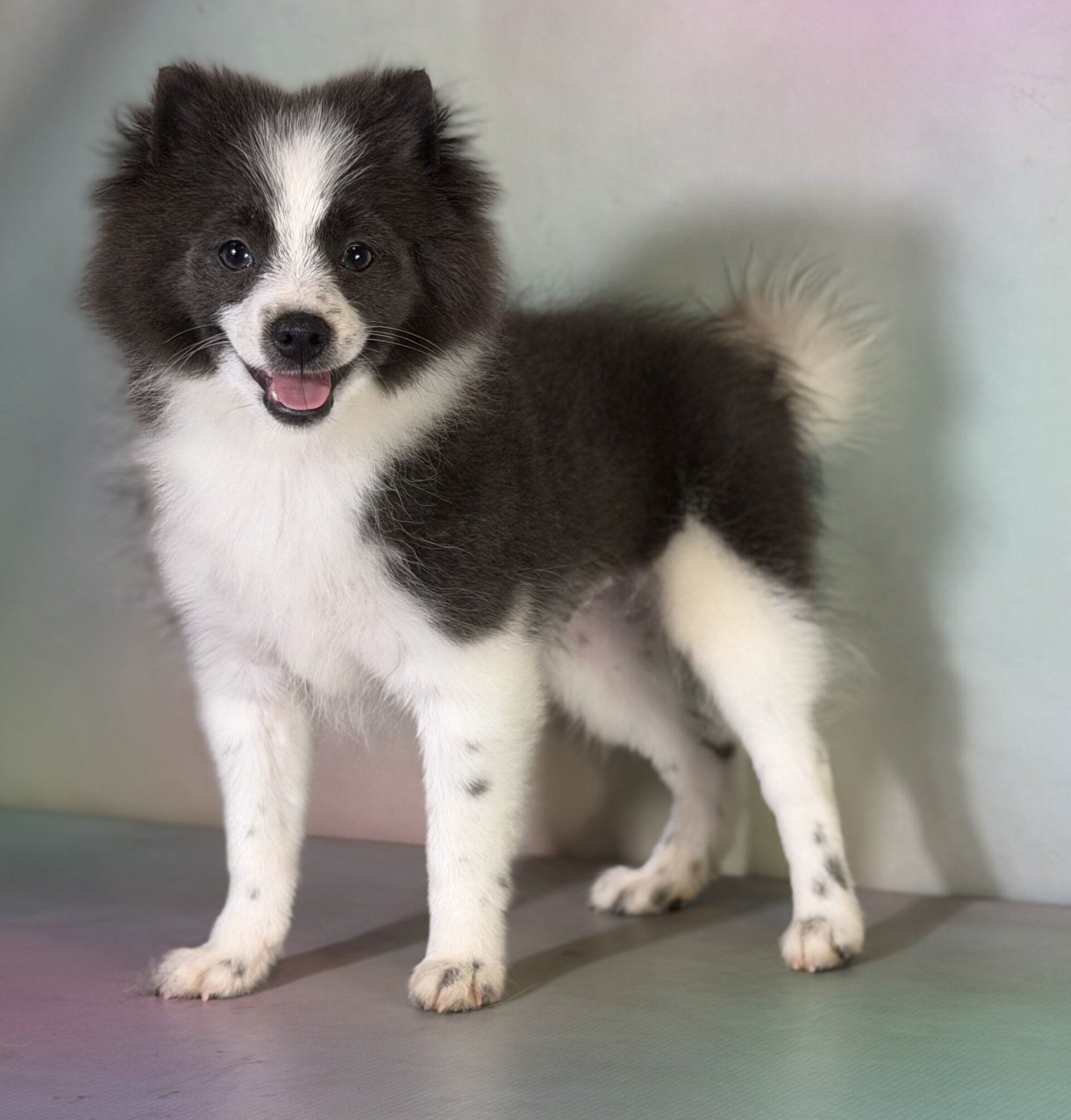 Sparky Male Pomeranian image 2