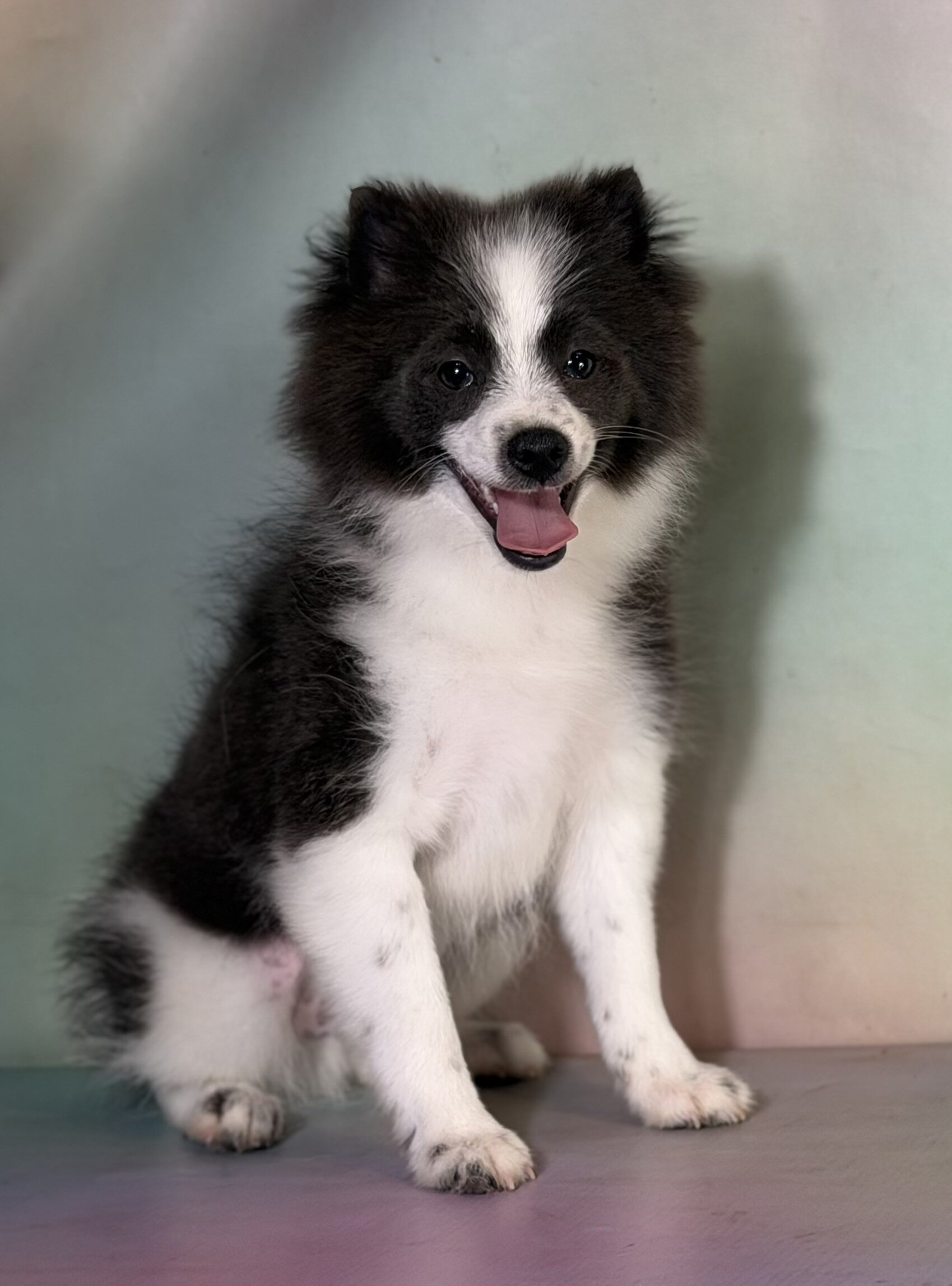 Sparky Male Pomeranian image 4