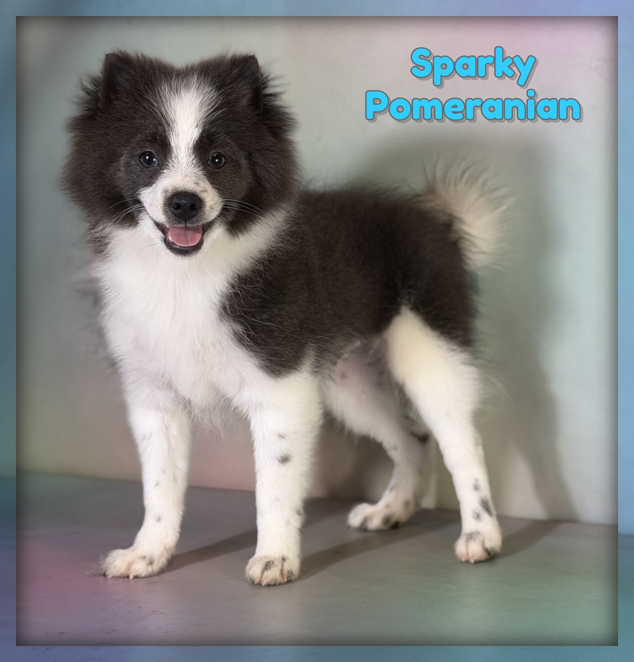 Sparky Male Pomeranian image 1