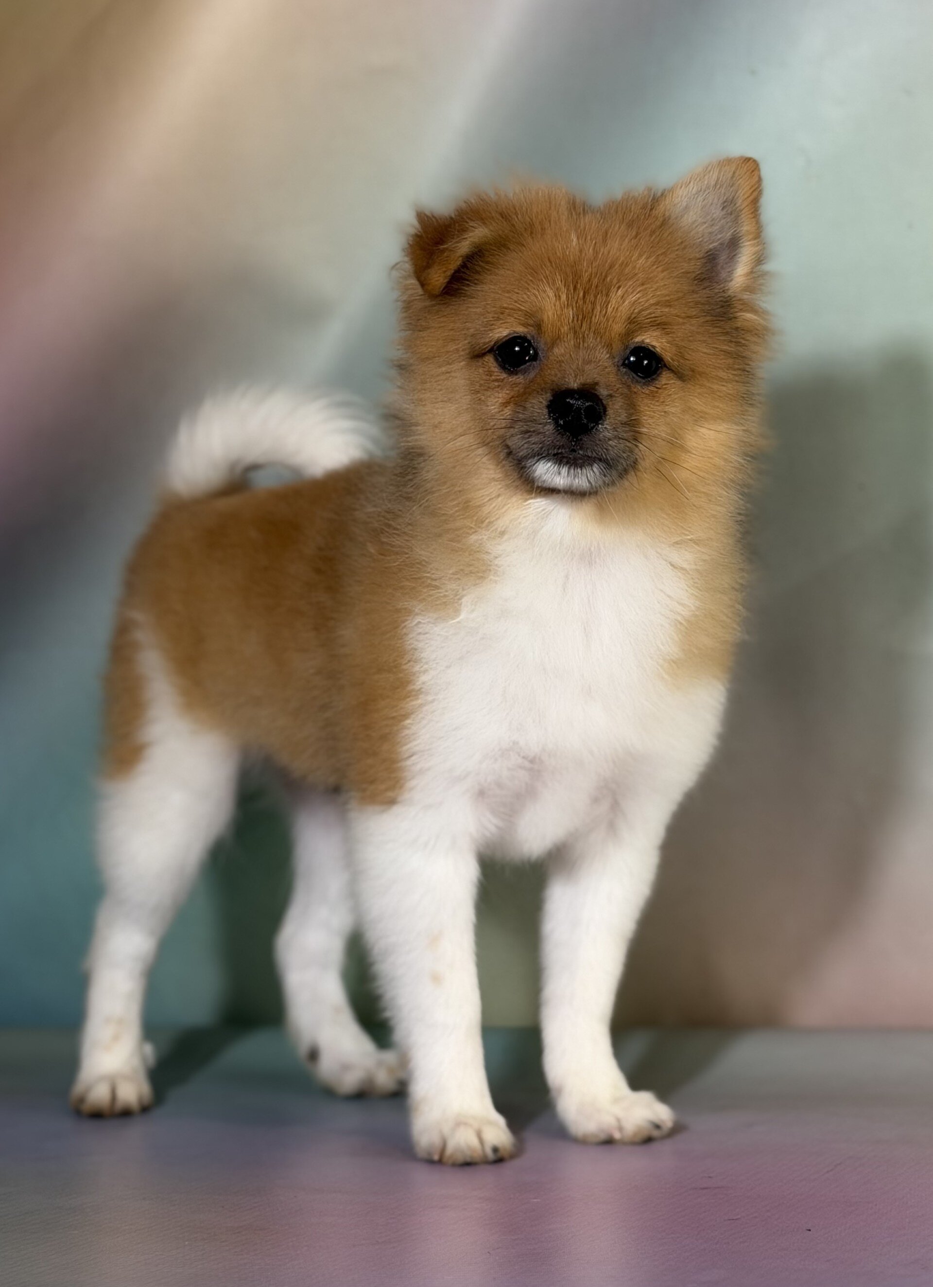 Squirt Male Pomeranian image 2
