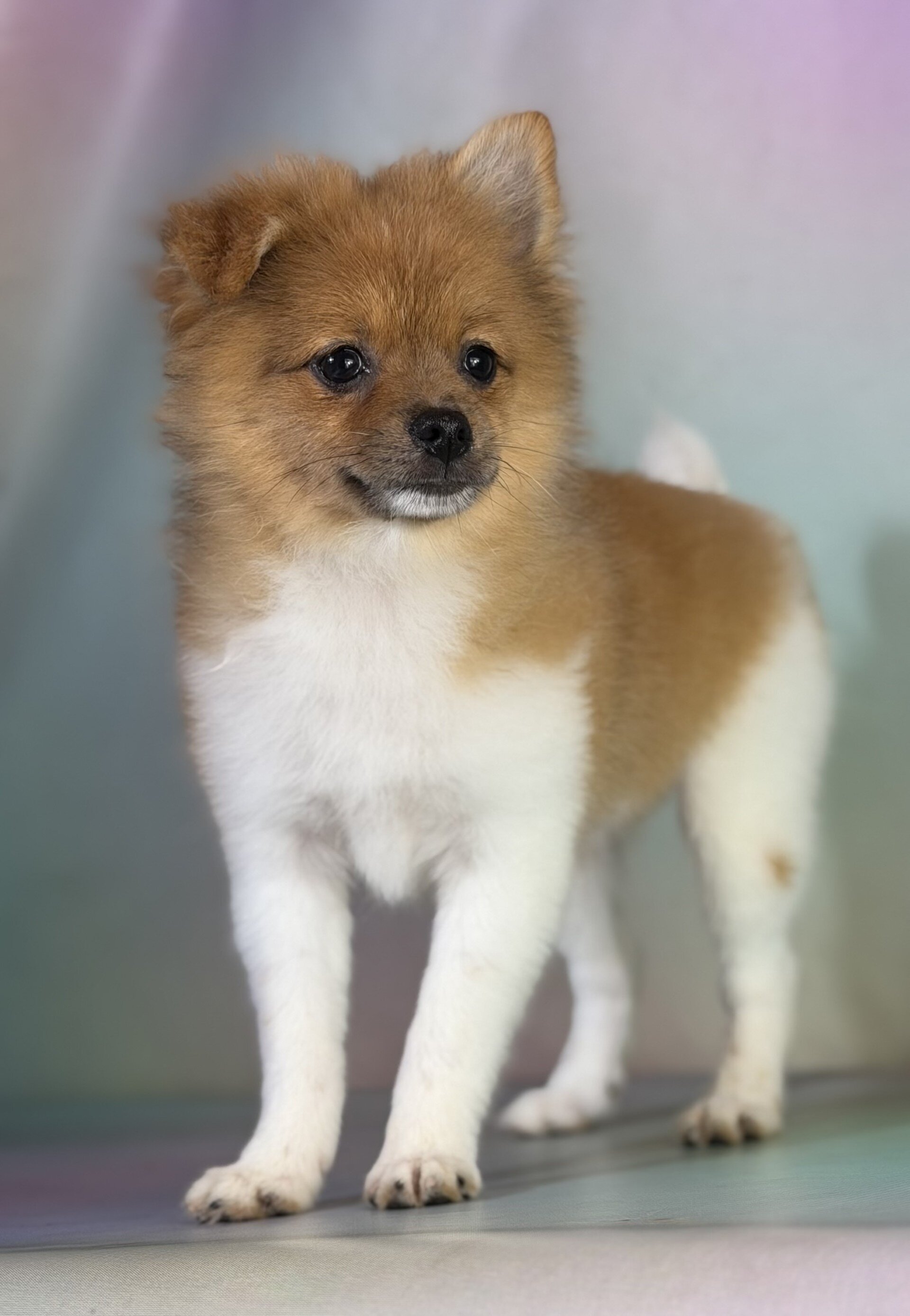 Squirt Male Pomeranian image 4