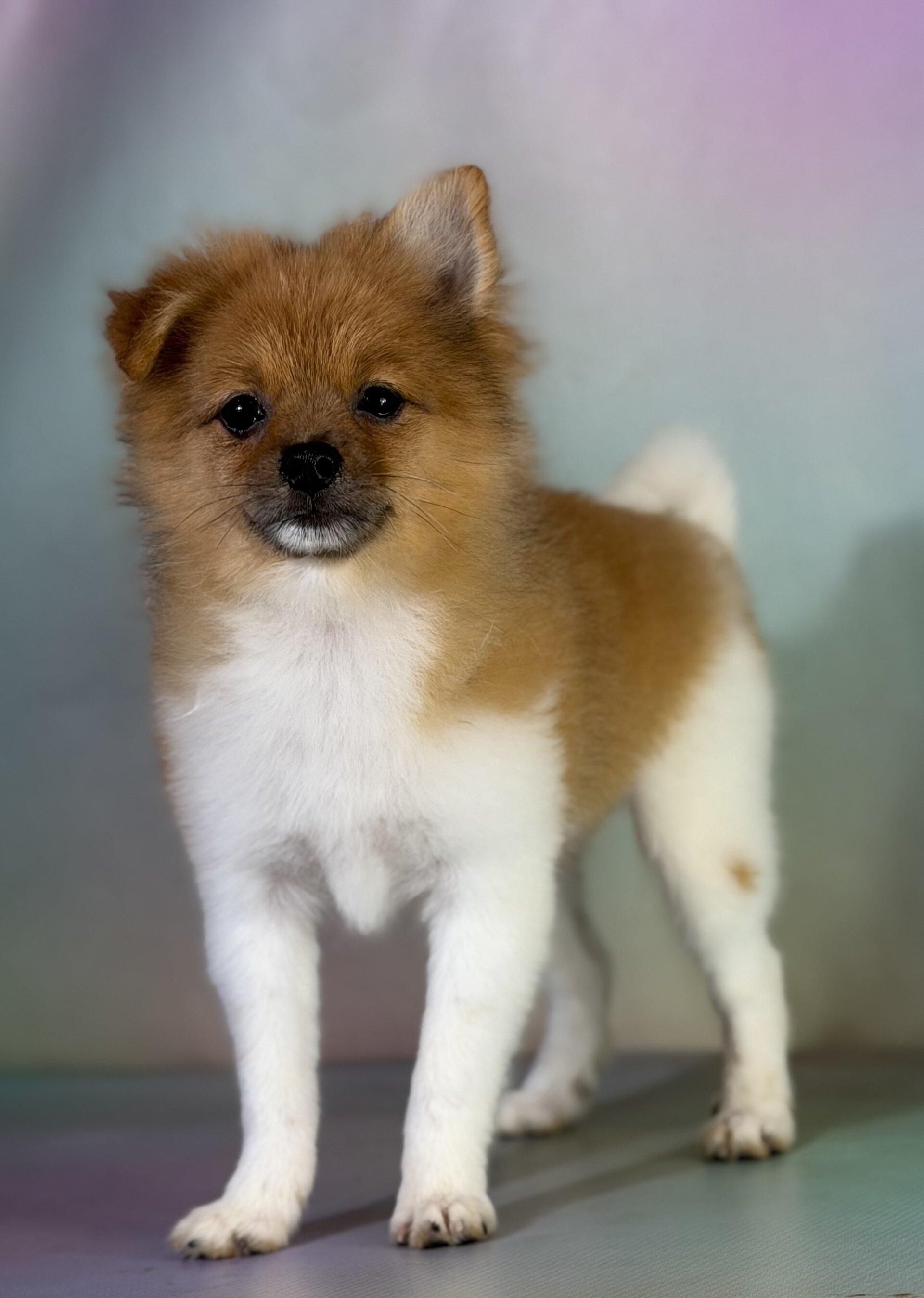 Squirt Male Pomeranian image 3