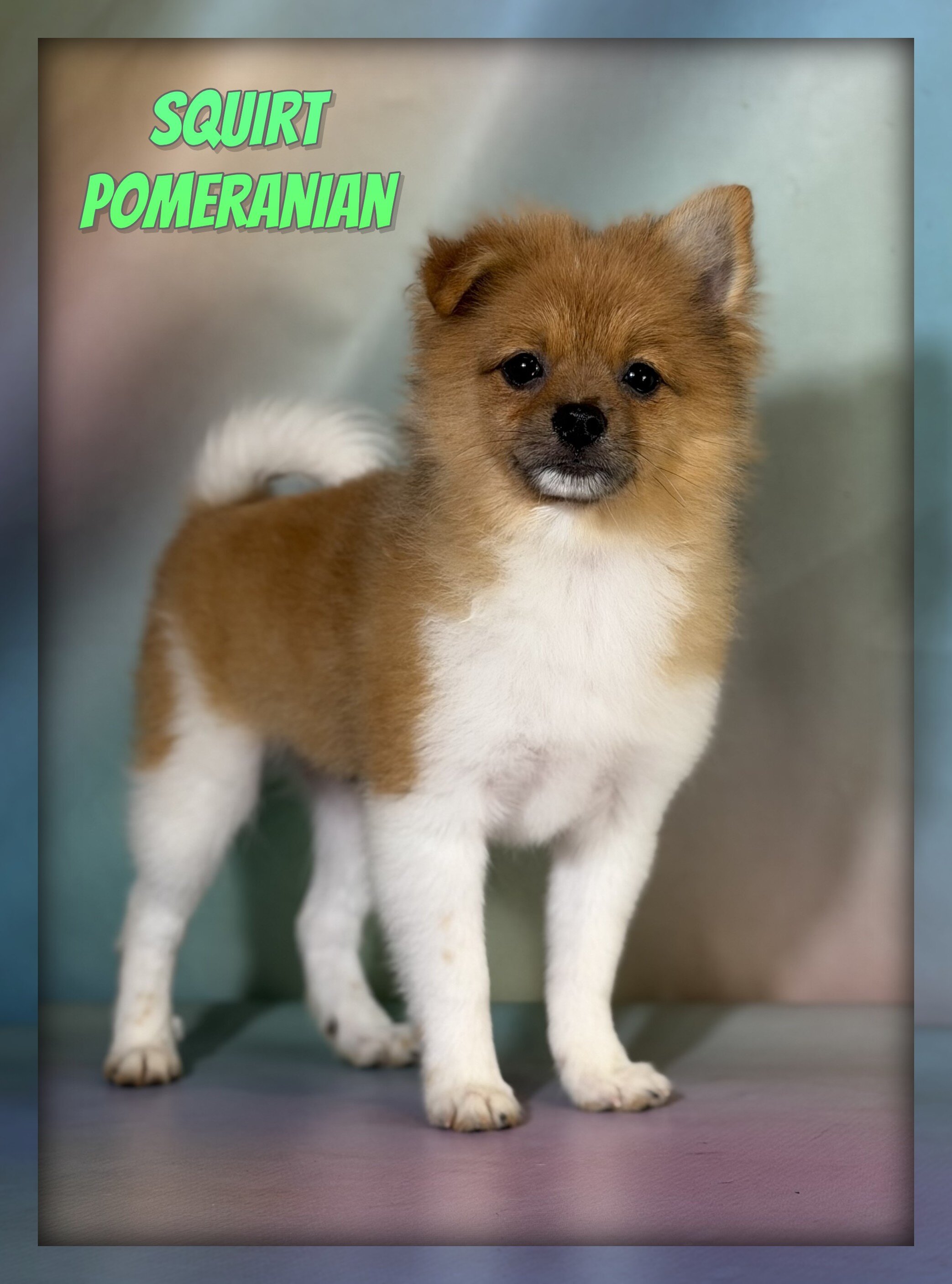 Squirt Male Pomeranian image 1