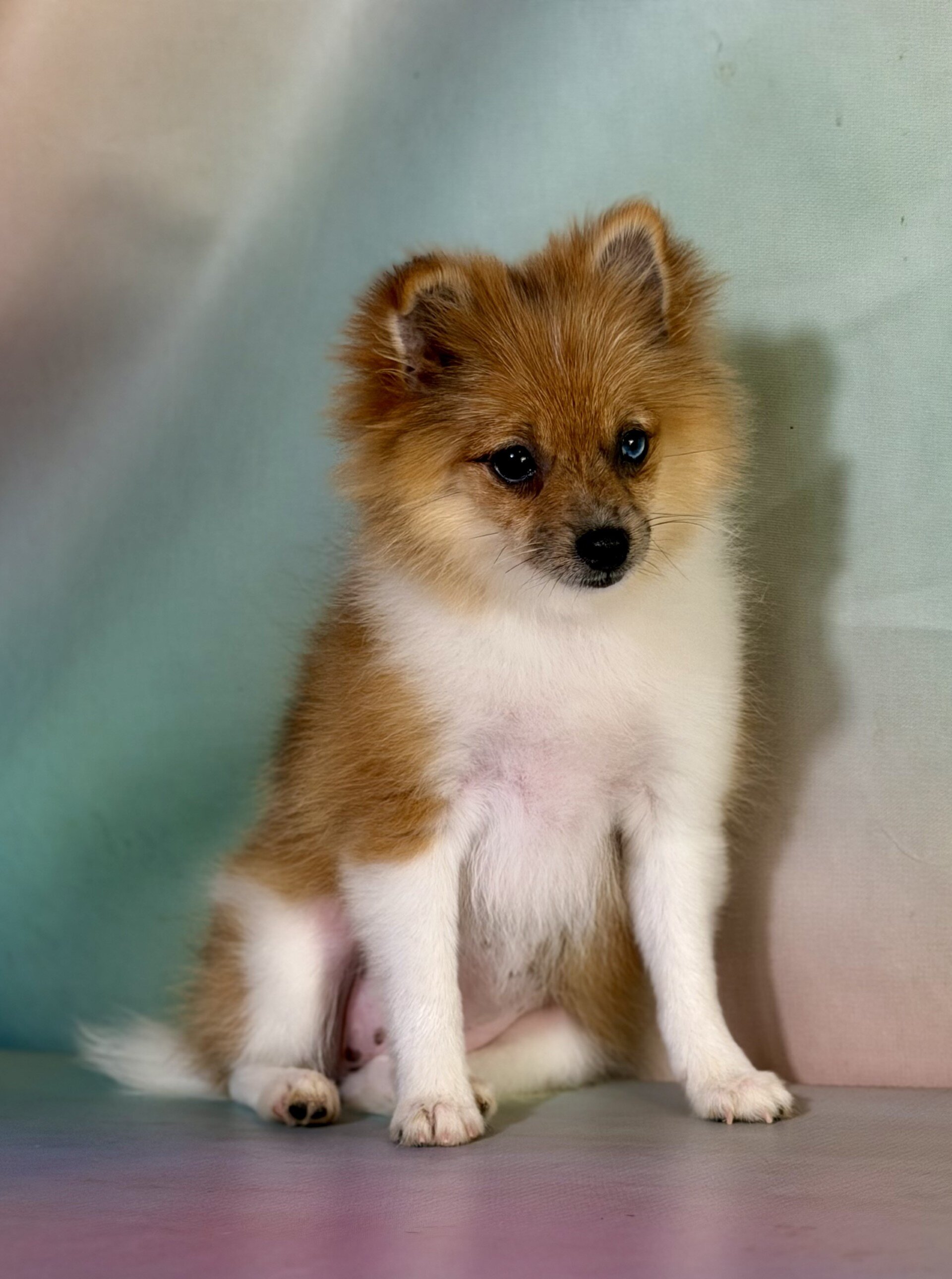 Speckles Female Pomeranian image 3