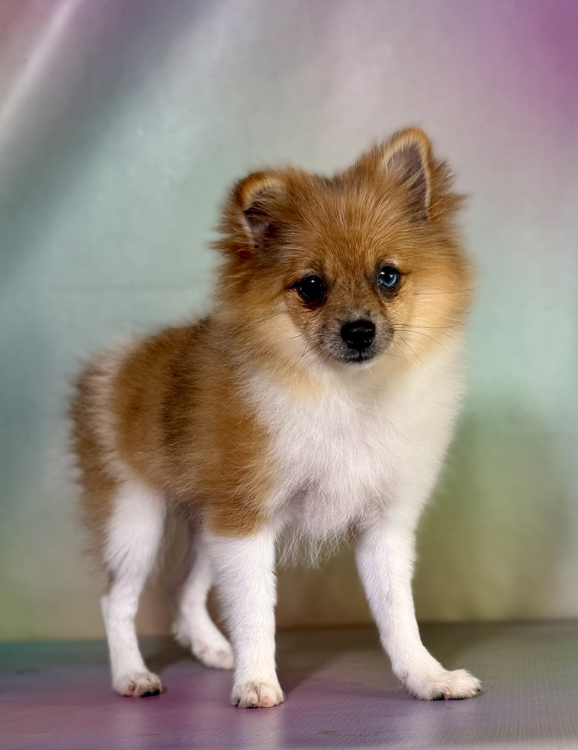 Speckles Female Pomeranian image 2