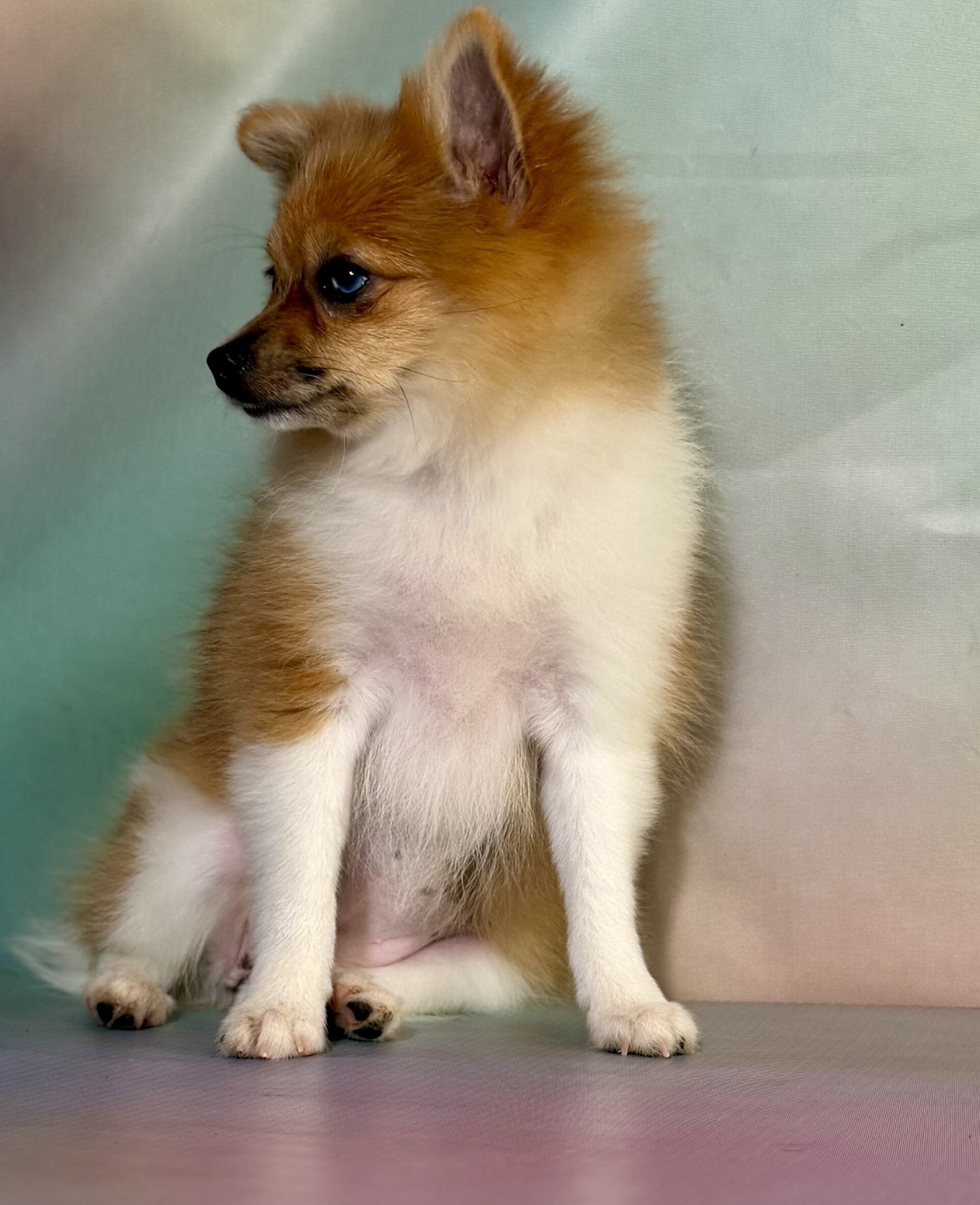 Speckles Female Pomeranian image 4