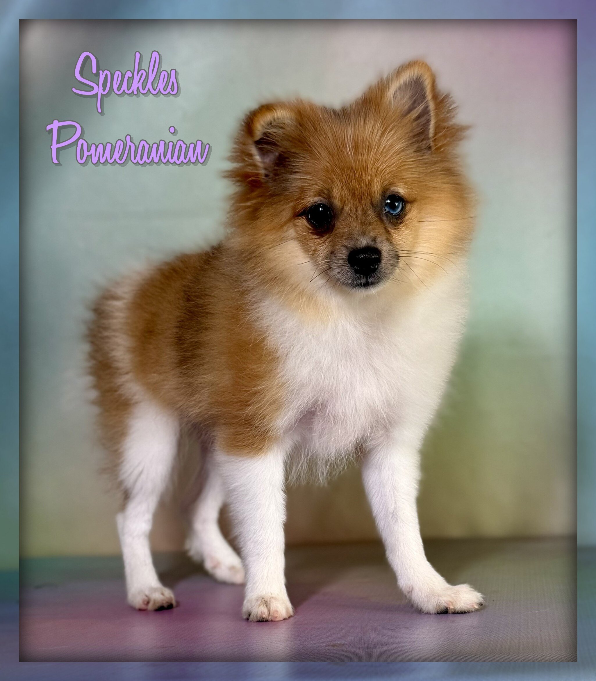 Speckles Female Pomeranian image 1
