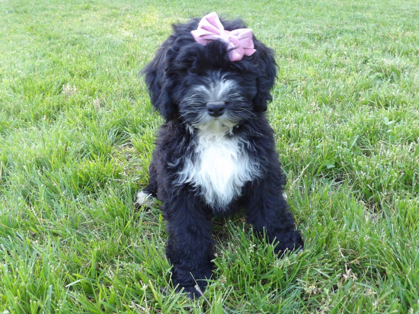 Rosy Female Bernedoodle image 2
