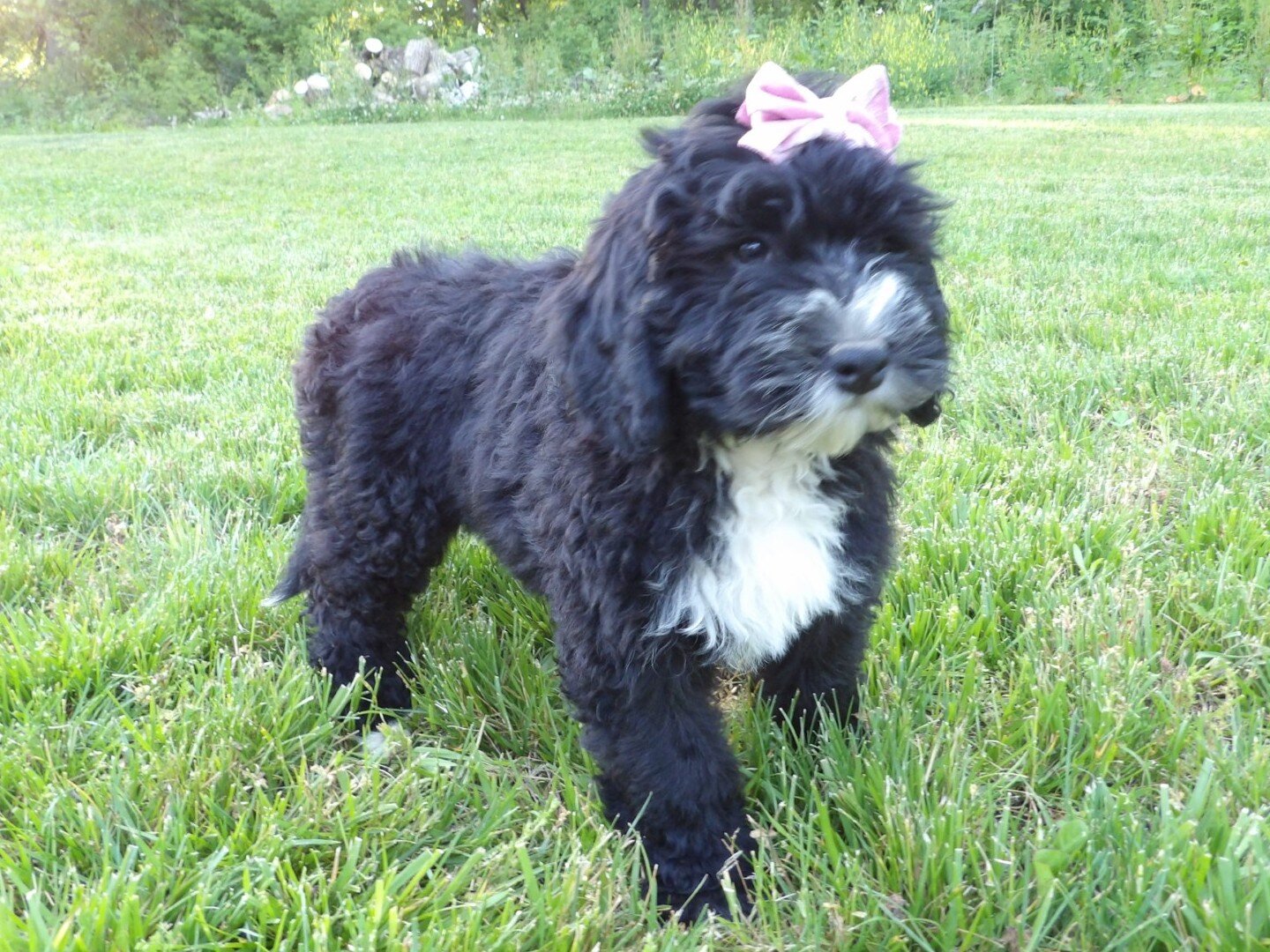 Rosy Female Bernedoodle image 4