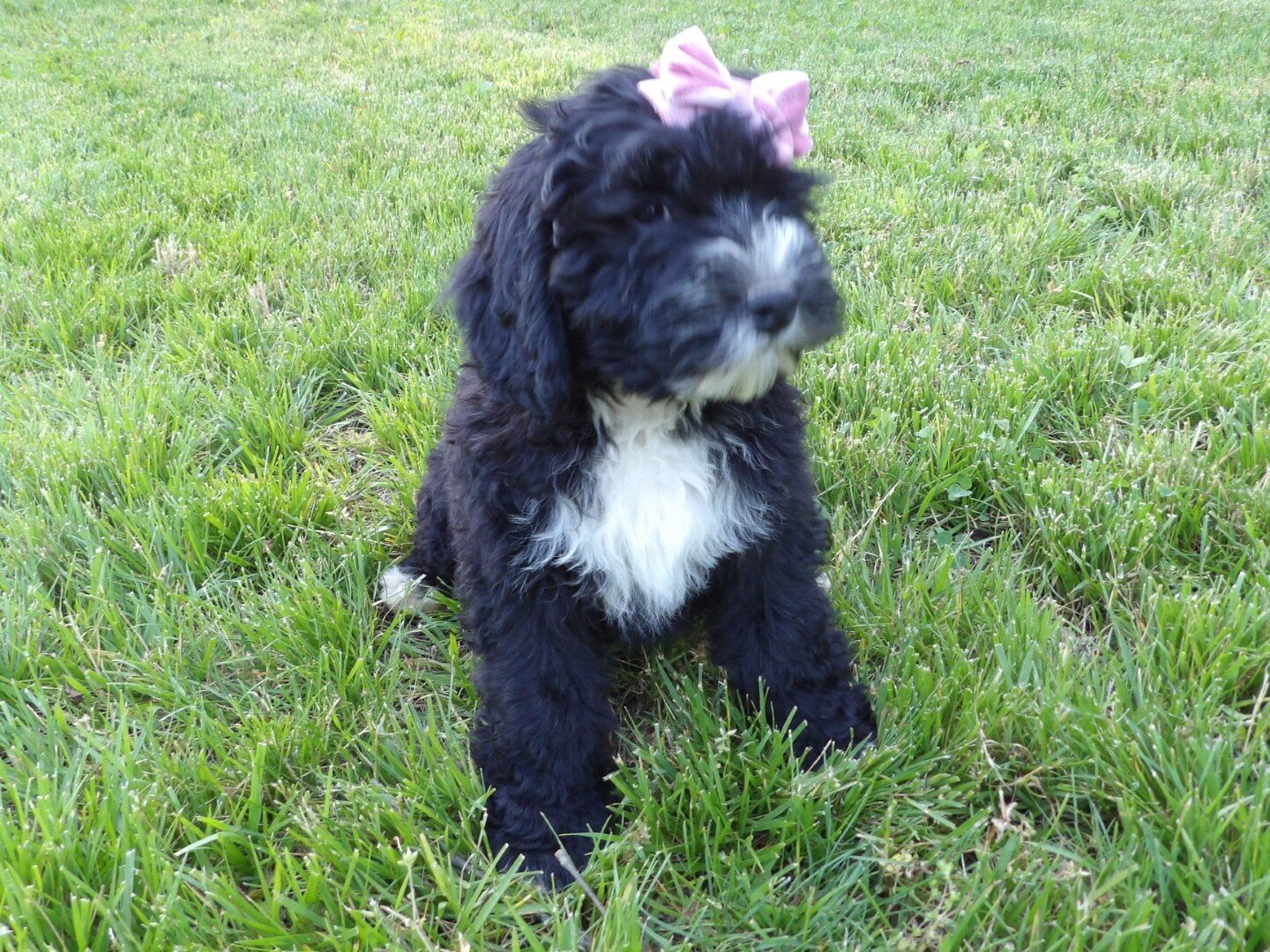 Rosy Female Bernedoodle image 3