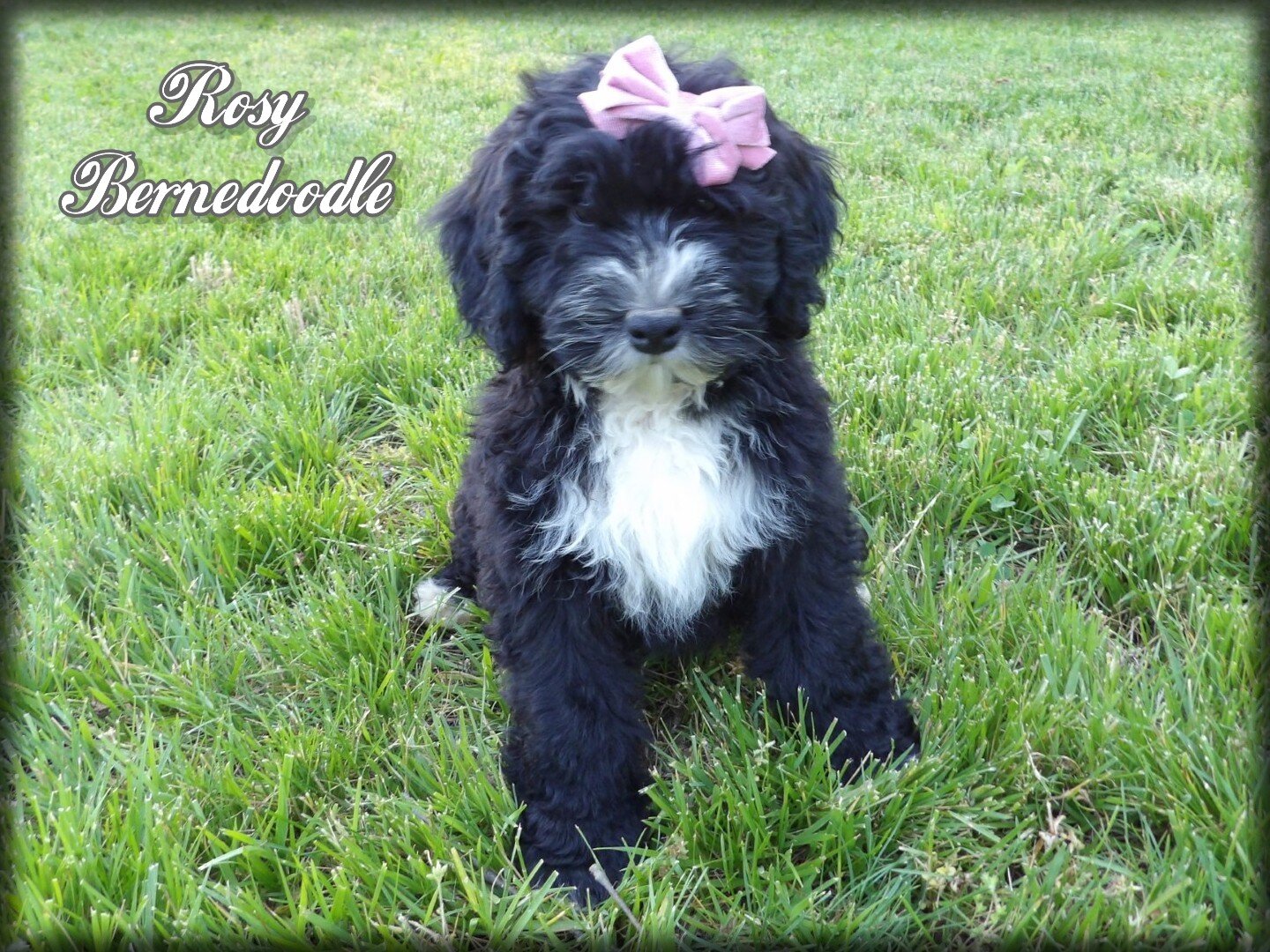 Rosy Female Bernedoodle image 1