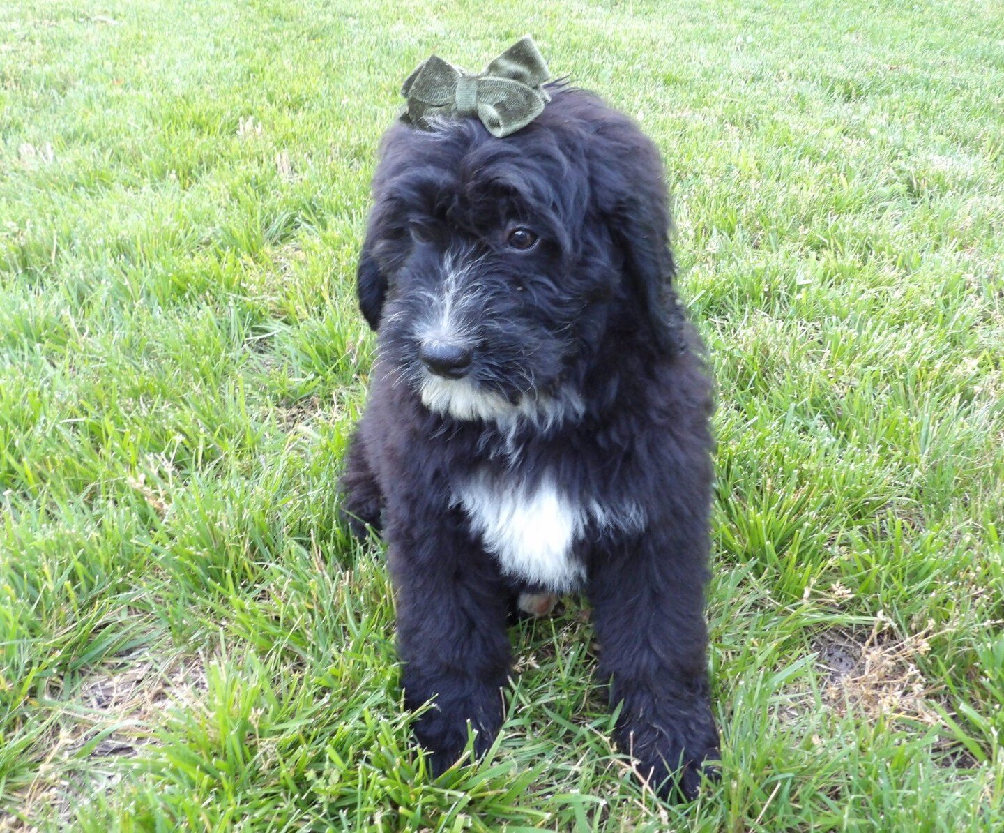 Tommy Male Bernedoodle image 3